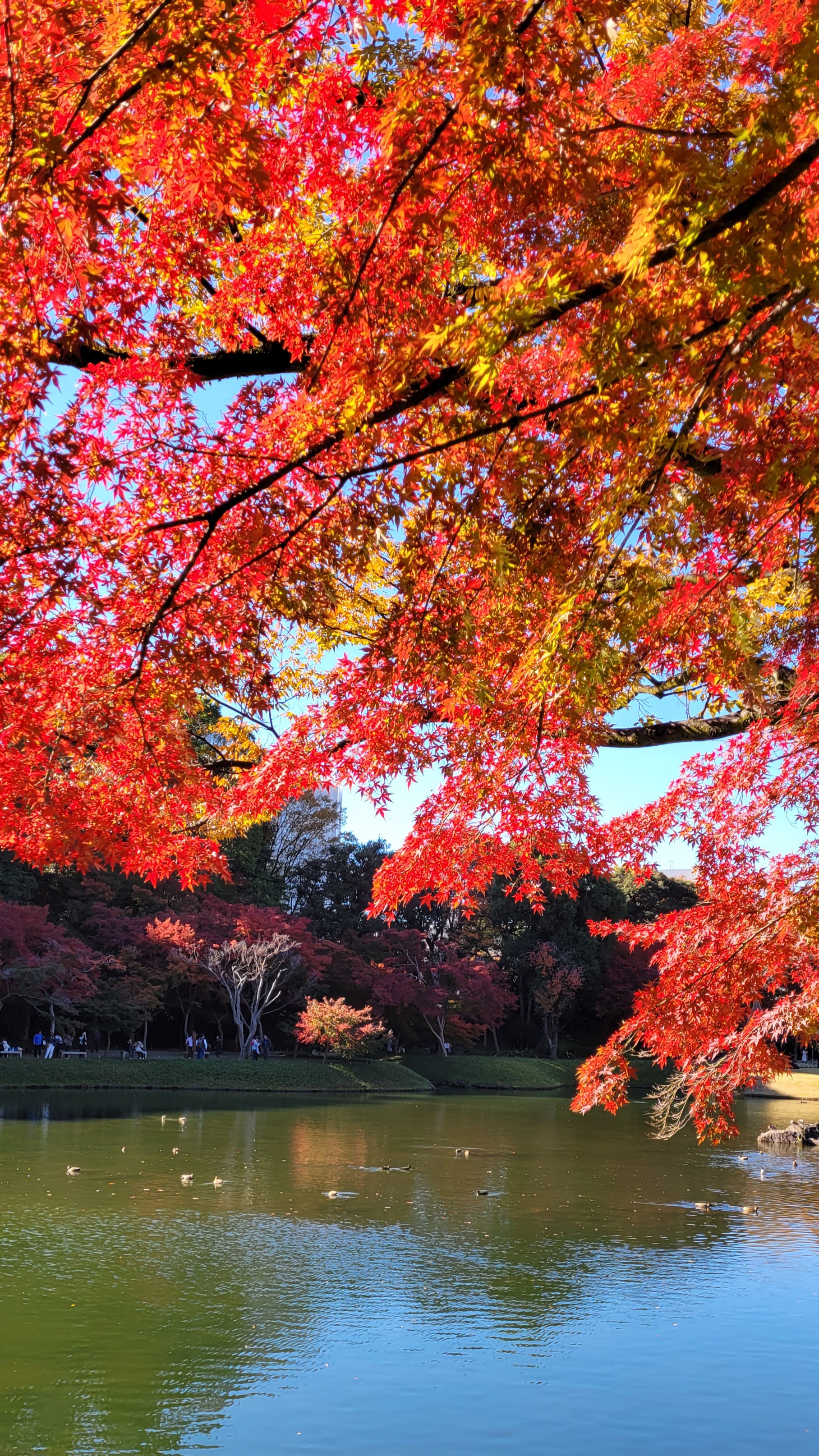 小石川後楽園にて、「もみじの赤と水面が作る秋の情景」と感じた写真です。