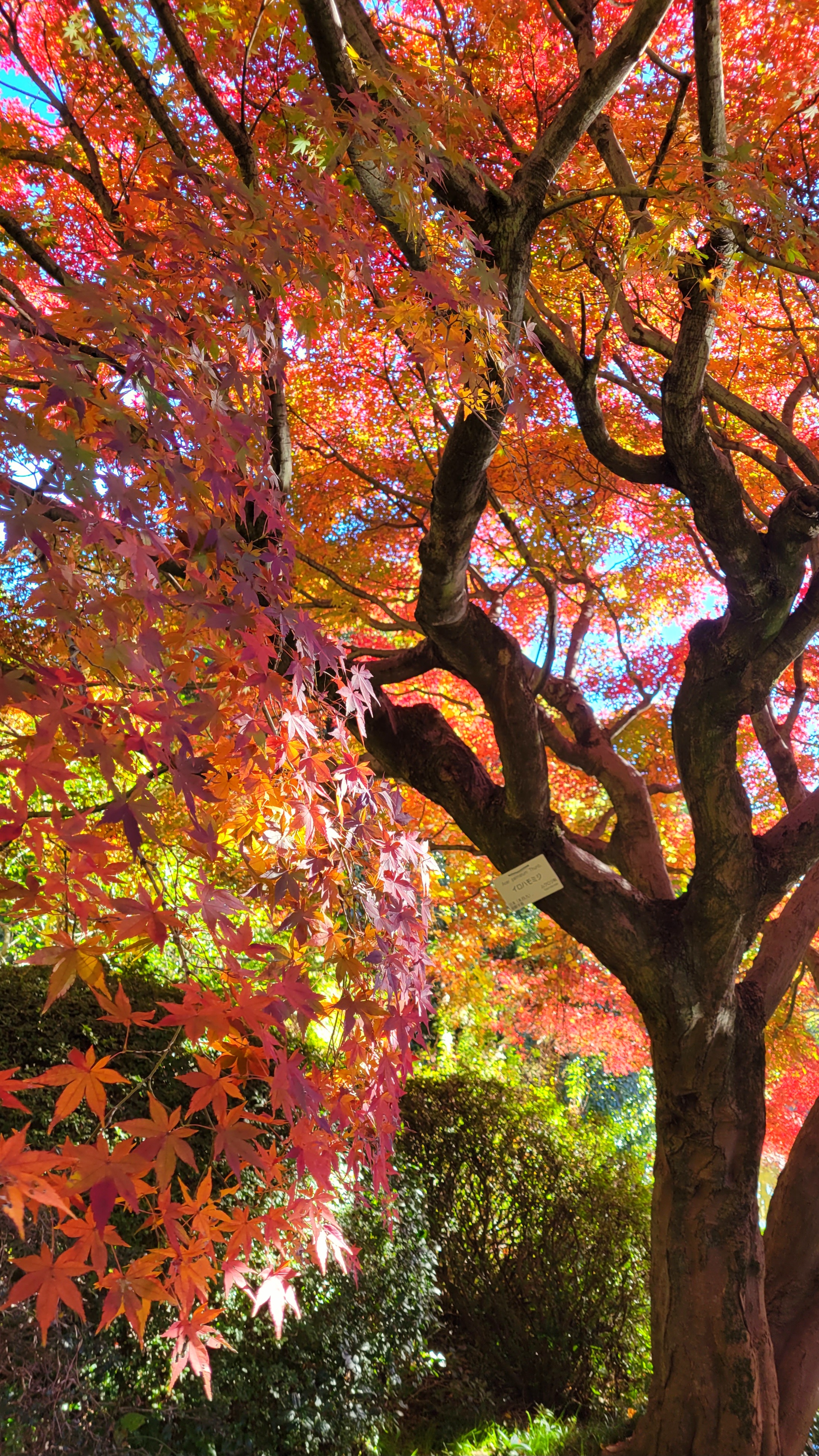 小石川植物園にて、「燃えるようなもみじの鮮やかな紅葉」と感じた写真です。