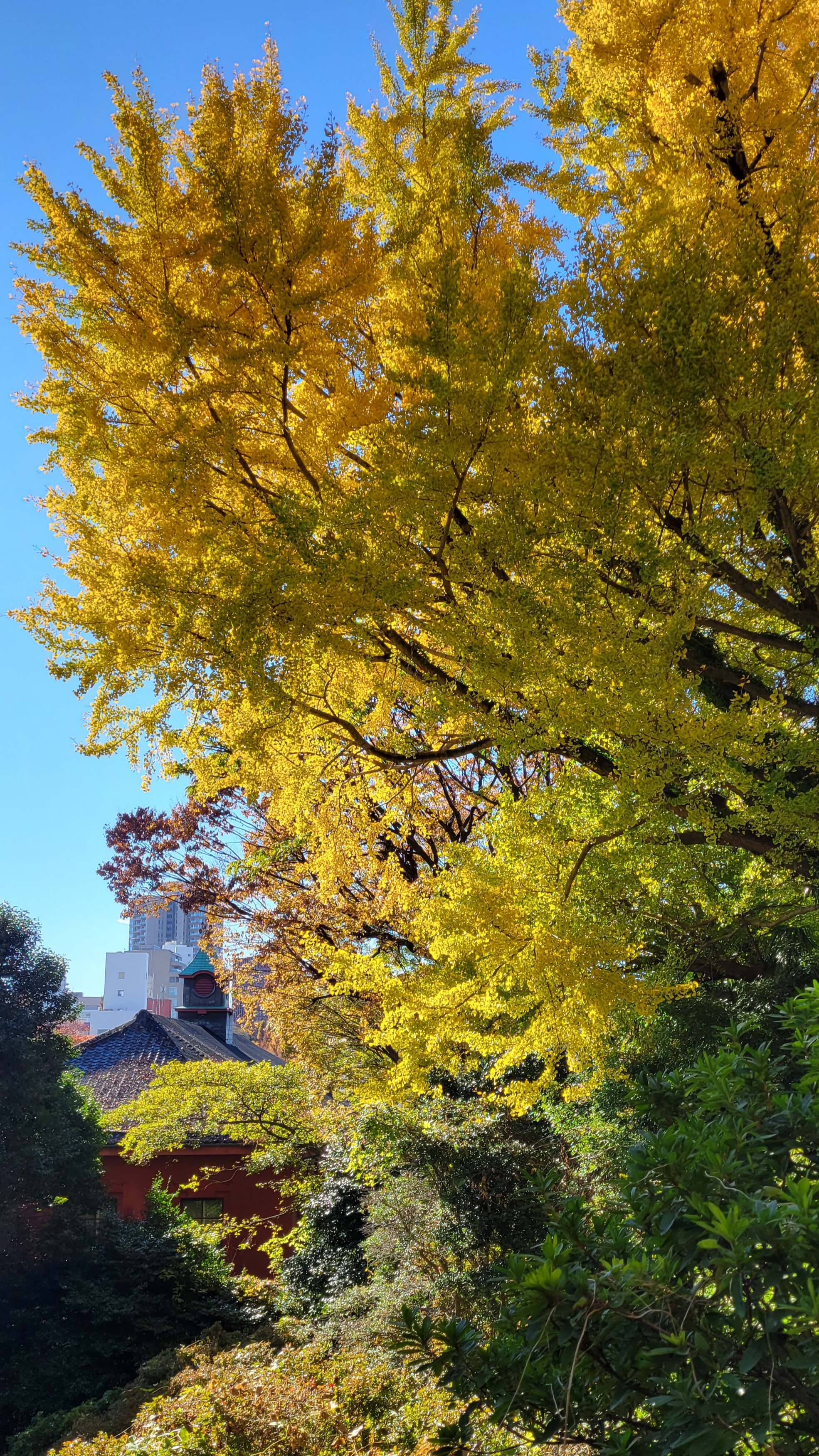 小石川植物園にて、「黄金色の銀杏と歴史ある建物の調和」と感じた写真です。