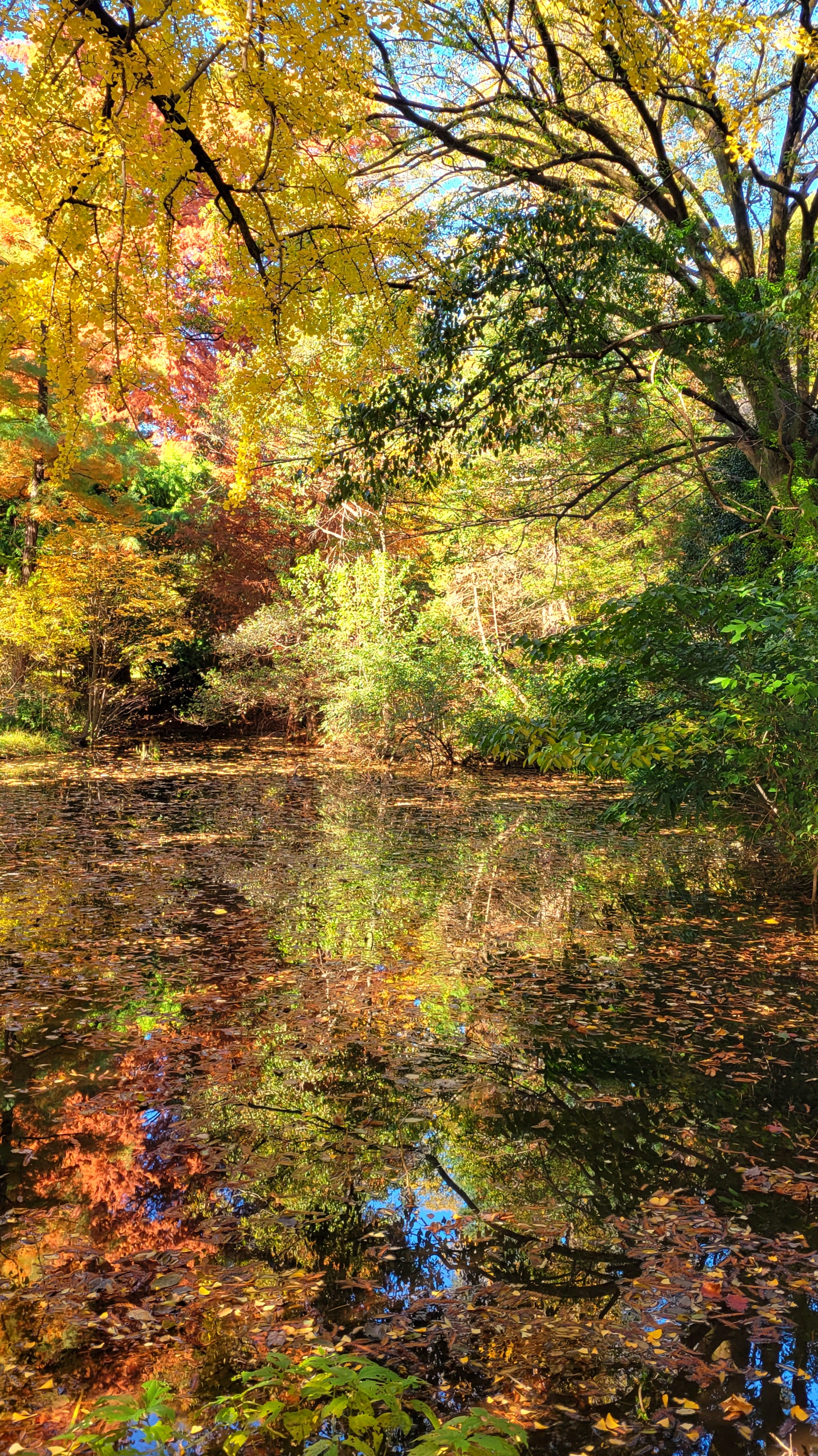 小石川植物園にて、「水面に映る紅葉の幻想的な彩り」と感じた写真です。
