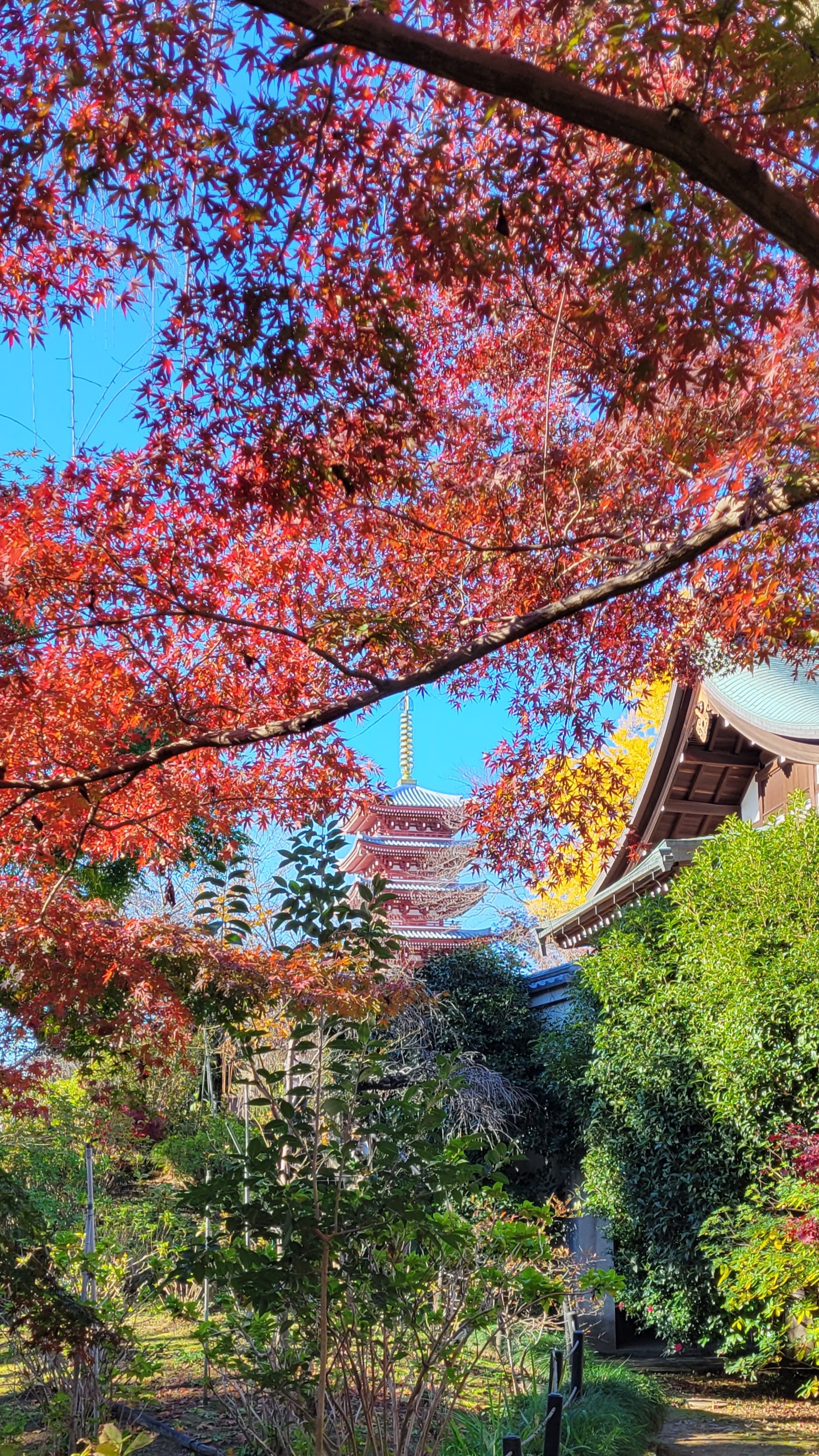 本土寺にて、「もみじのフレーム越しに見る五重塔」と感じた写真です。