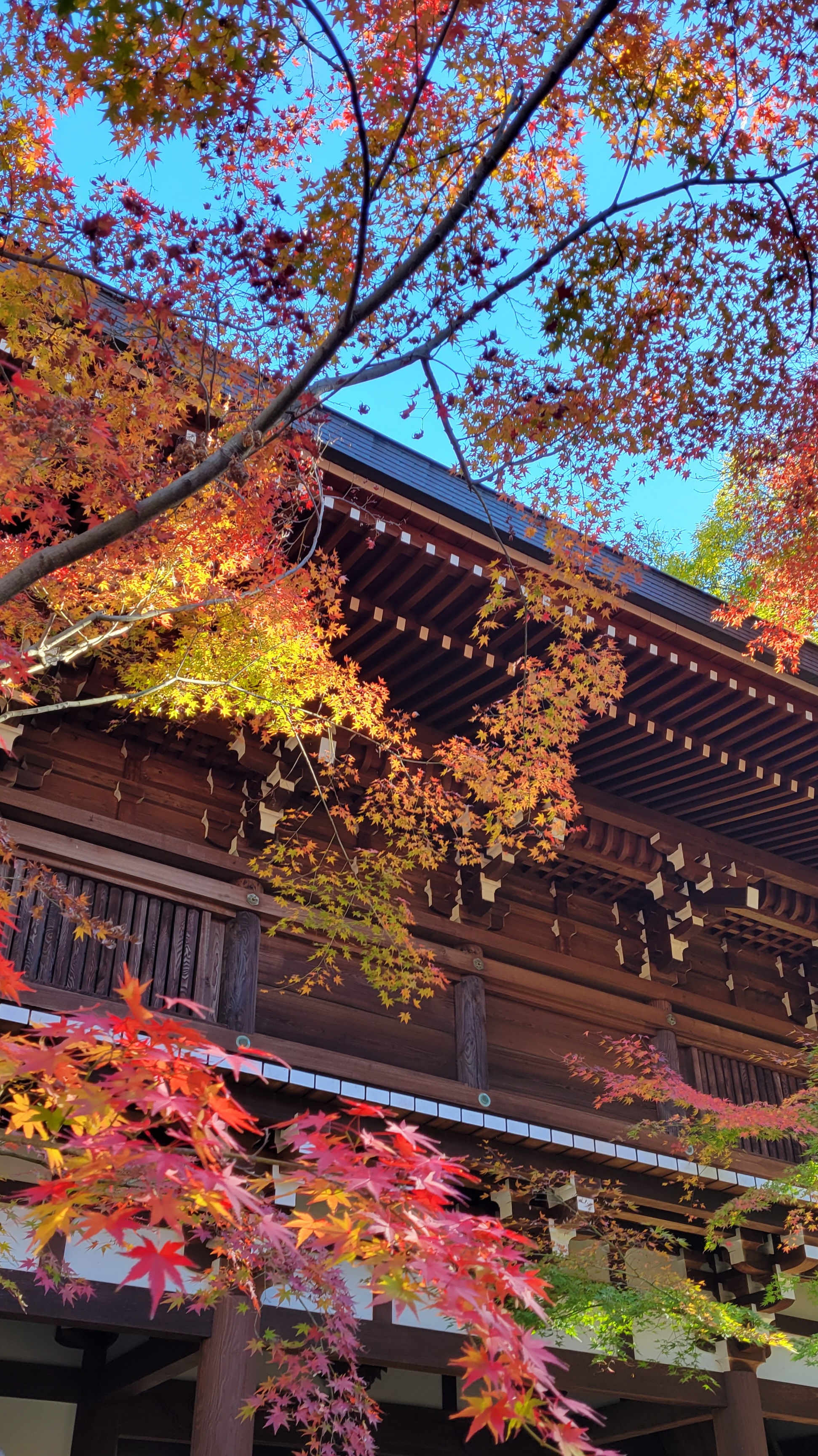 東漸寺にて、「東漸寺の中門と紅葉の美しい共演」と感じた写真です。