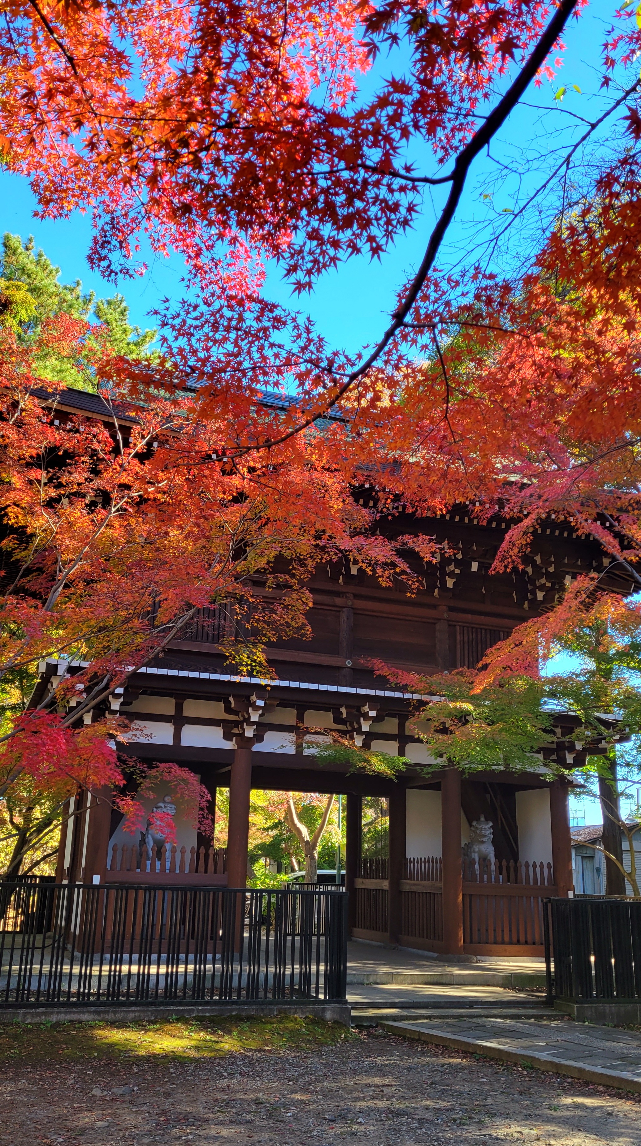 東漸寺にて、「斜めの視点で捉えた東漸寺の門と紅葉」と感じた写真です。