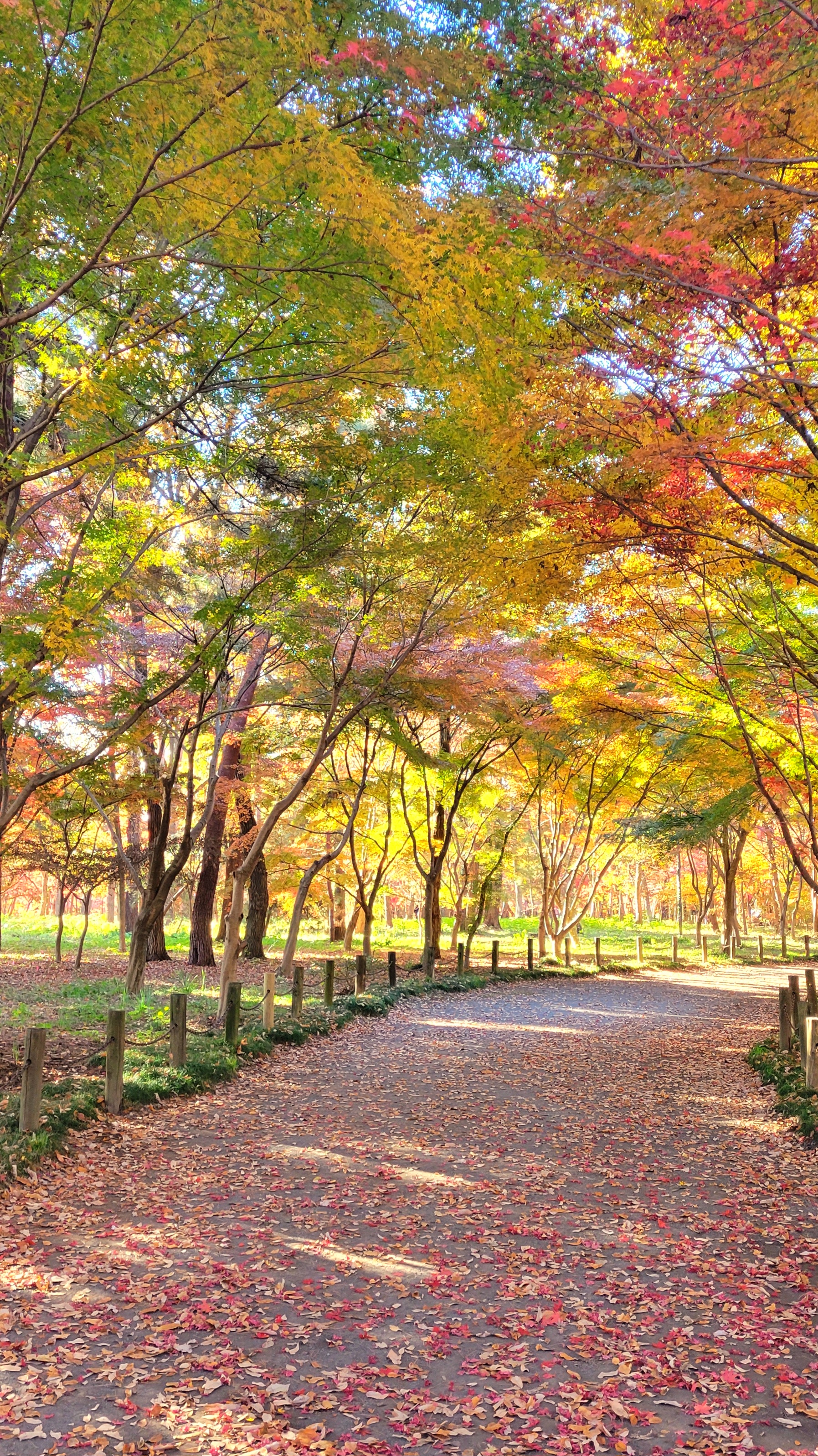 平林寺にて、「紅葉に包まれた平林寺の静かな林道」と感じた写真です。