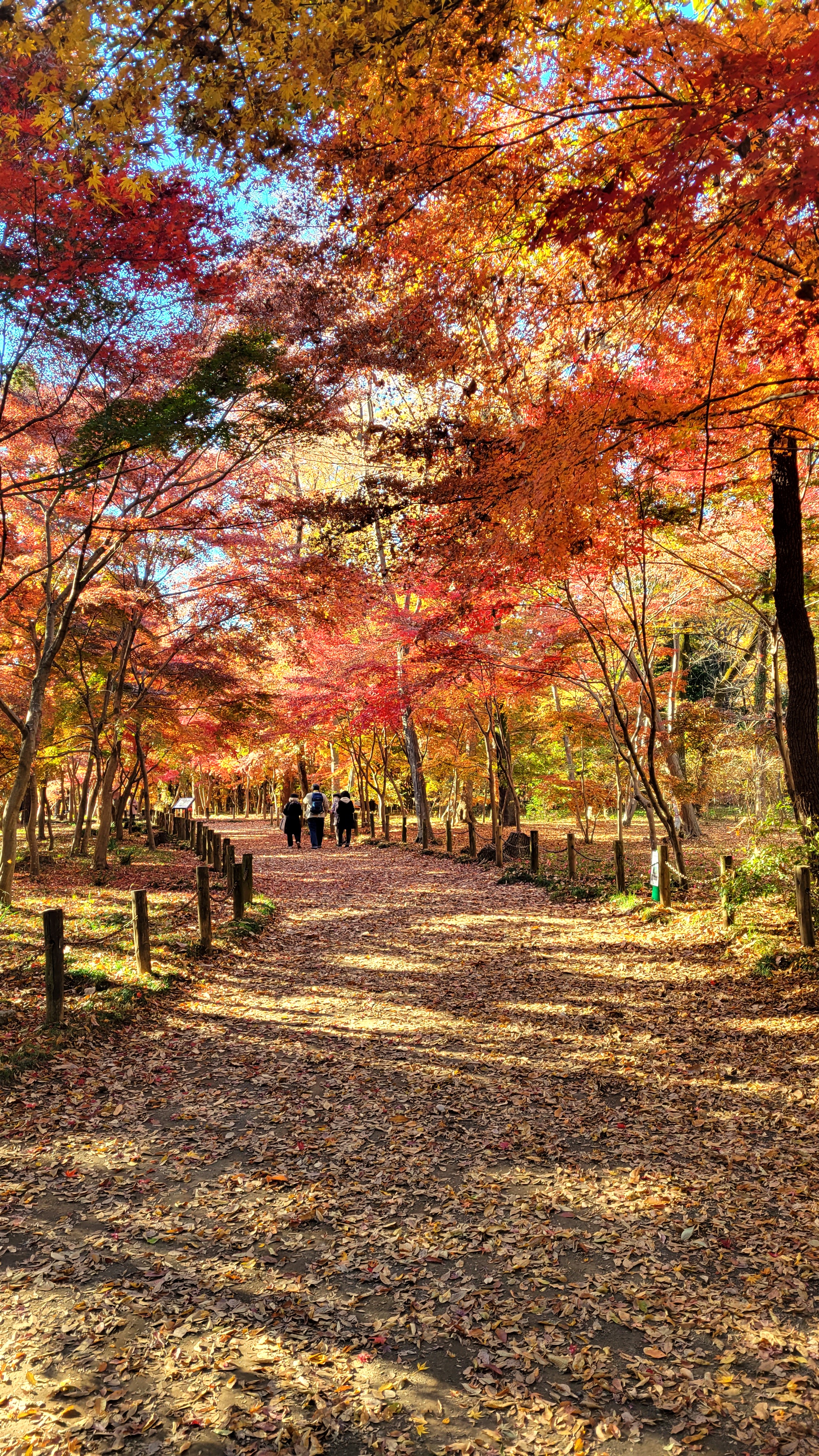 平林寺にて、「自然のトンネルが広がる平林寺の紅葉道」と感じた写真です。