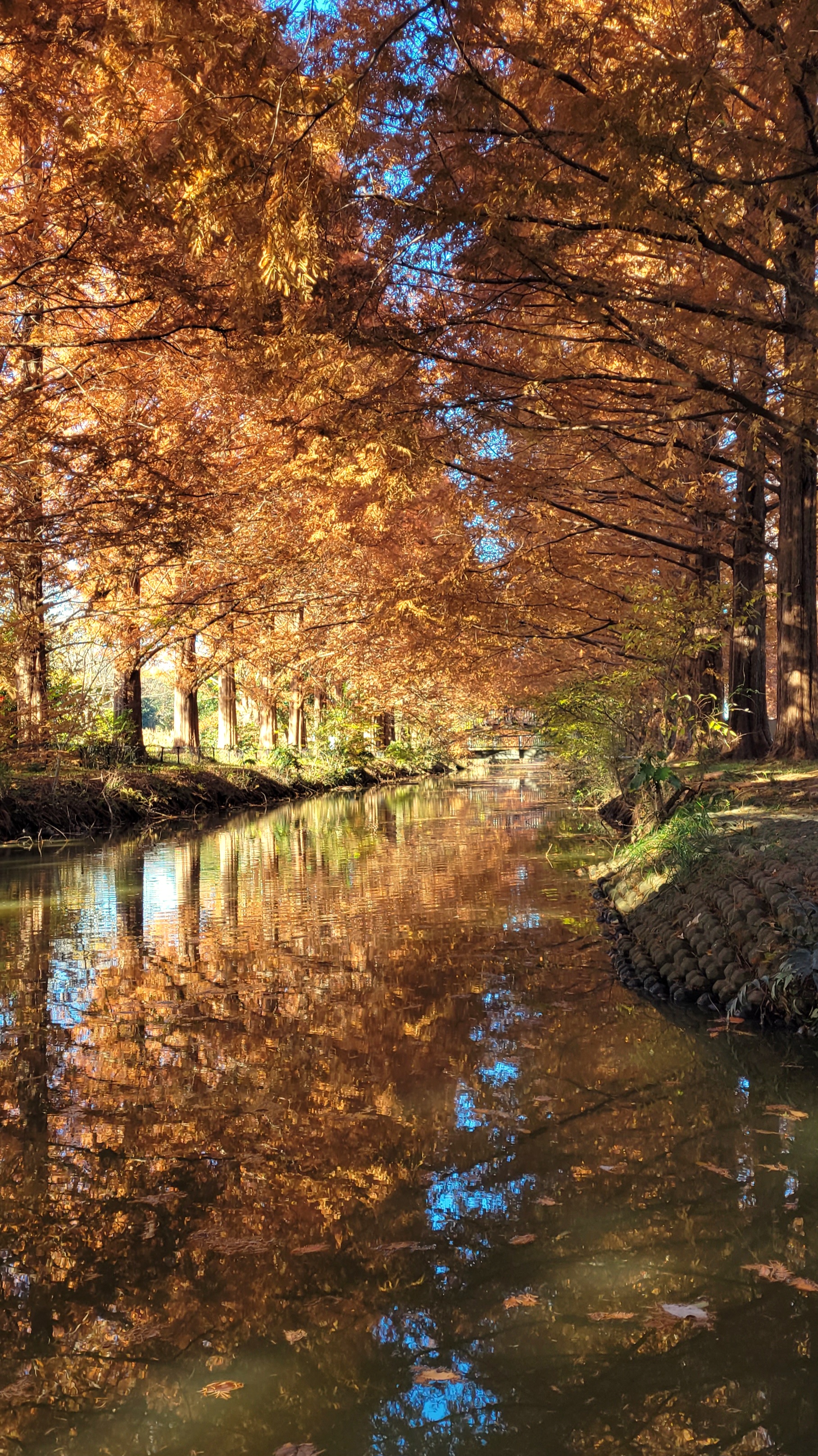 加須はなさき公園にて、「水路に映るメタセコイアの紅葉」と感じた写真です。