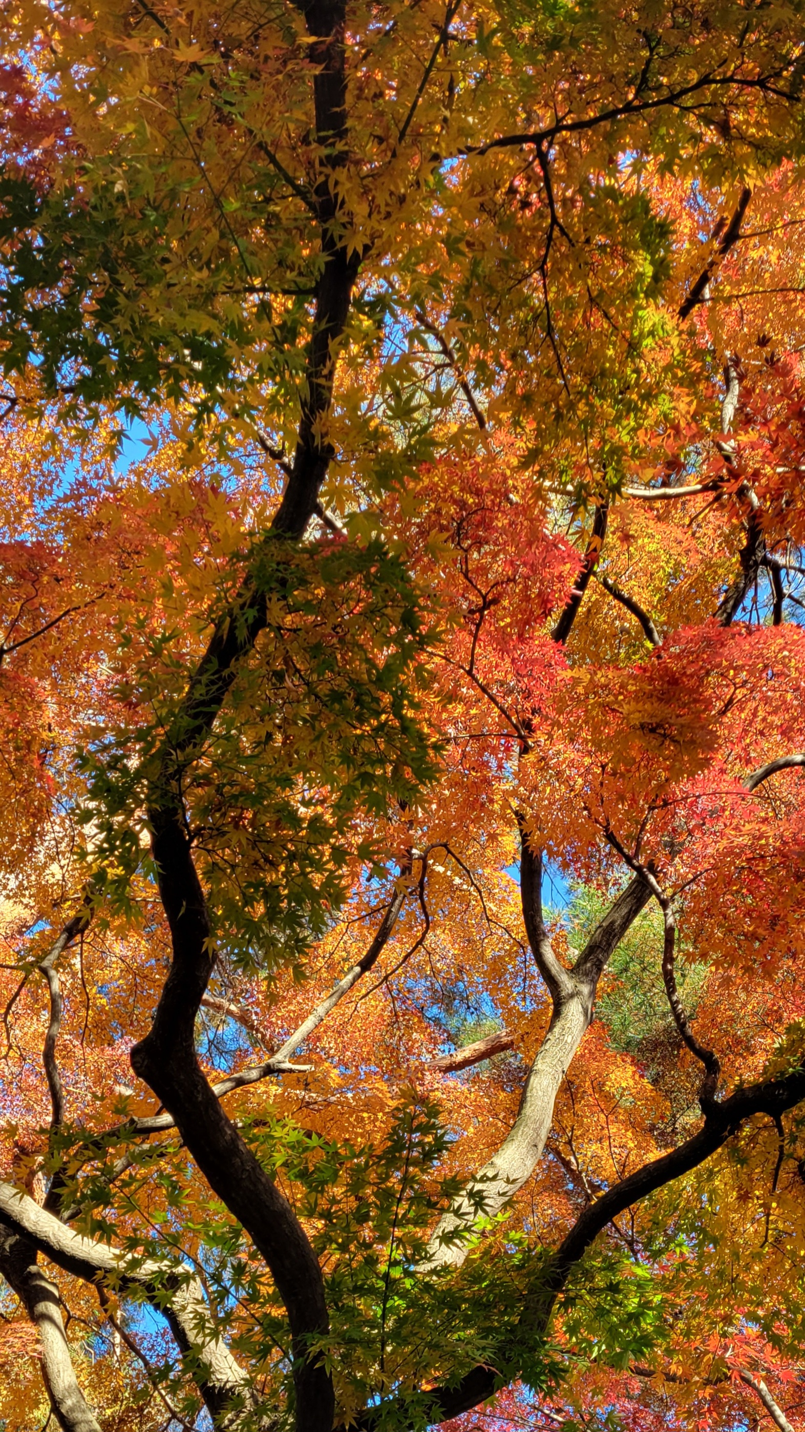 大宮公園にて、「見上げるもみじが彩る日本庭園」と感じた写真です。