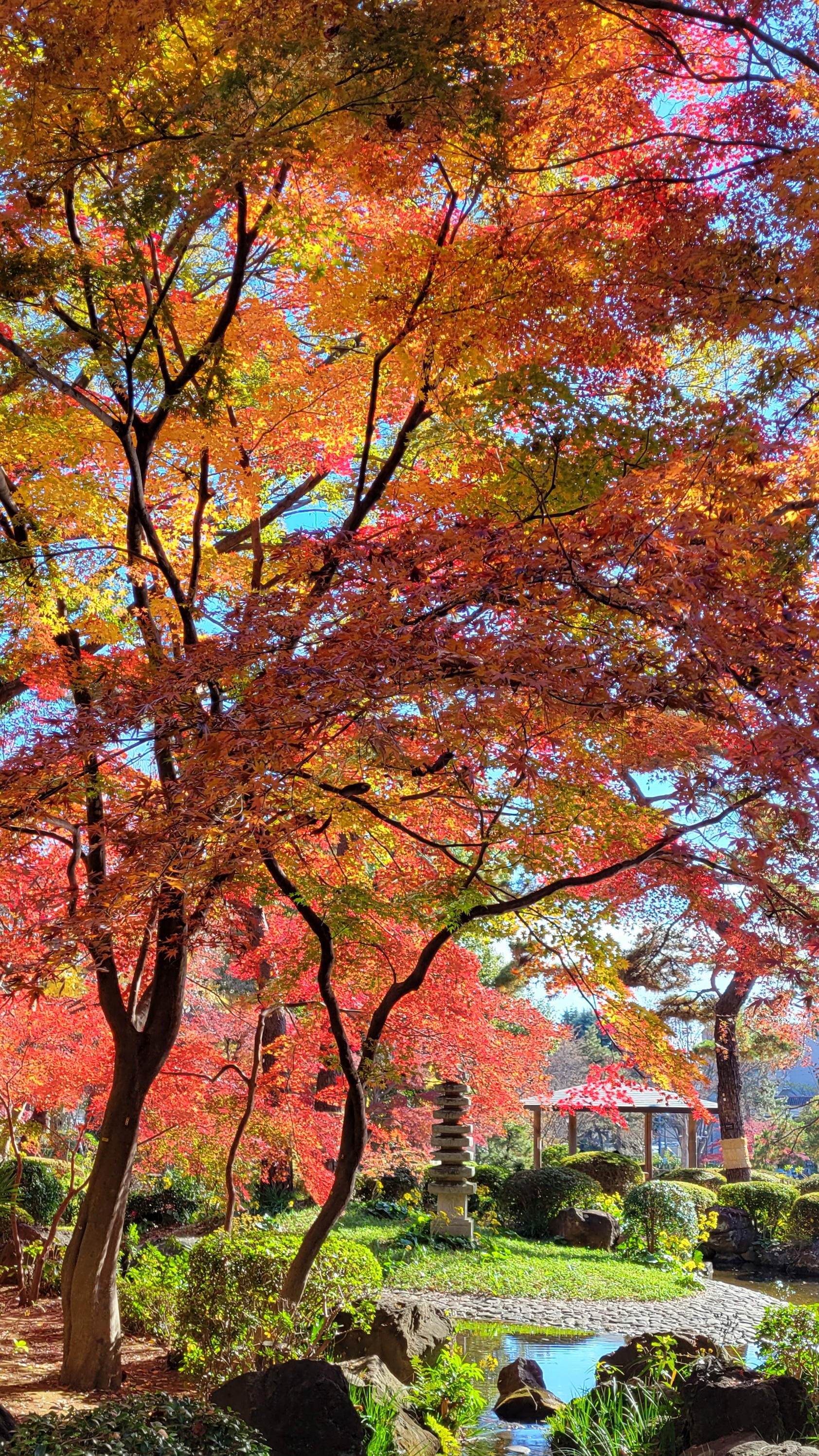 大宮公園にて、「紅葉が輝く日本庭園の秋景色」と感じた写真です。