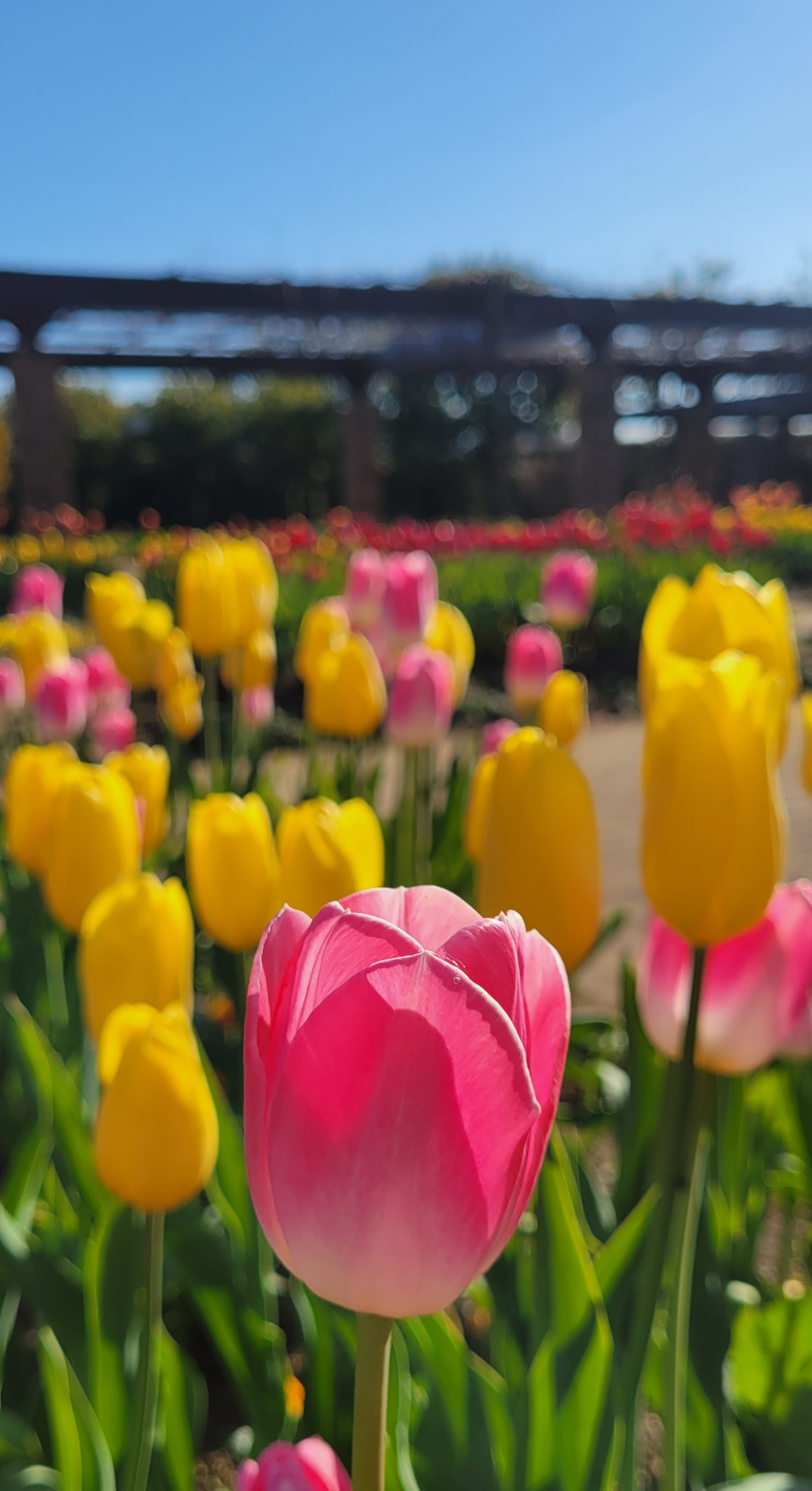 花と緑のふれあいセンターにて、「光を透かしたピンクのアイスチューリップ」と感じた写真です。