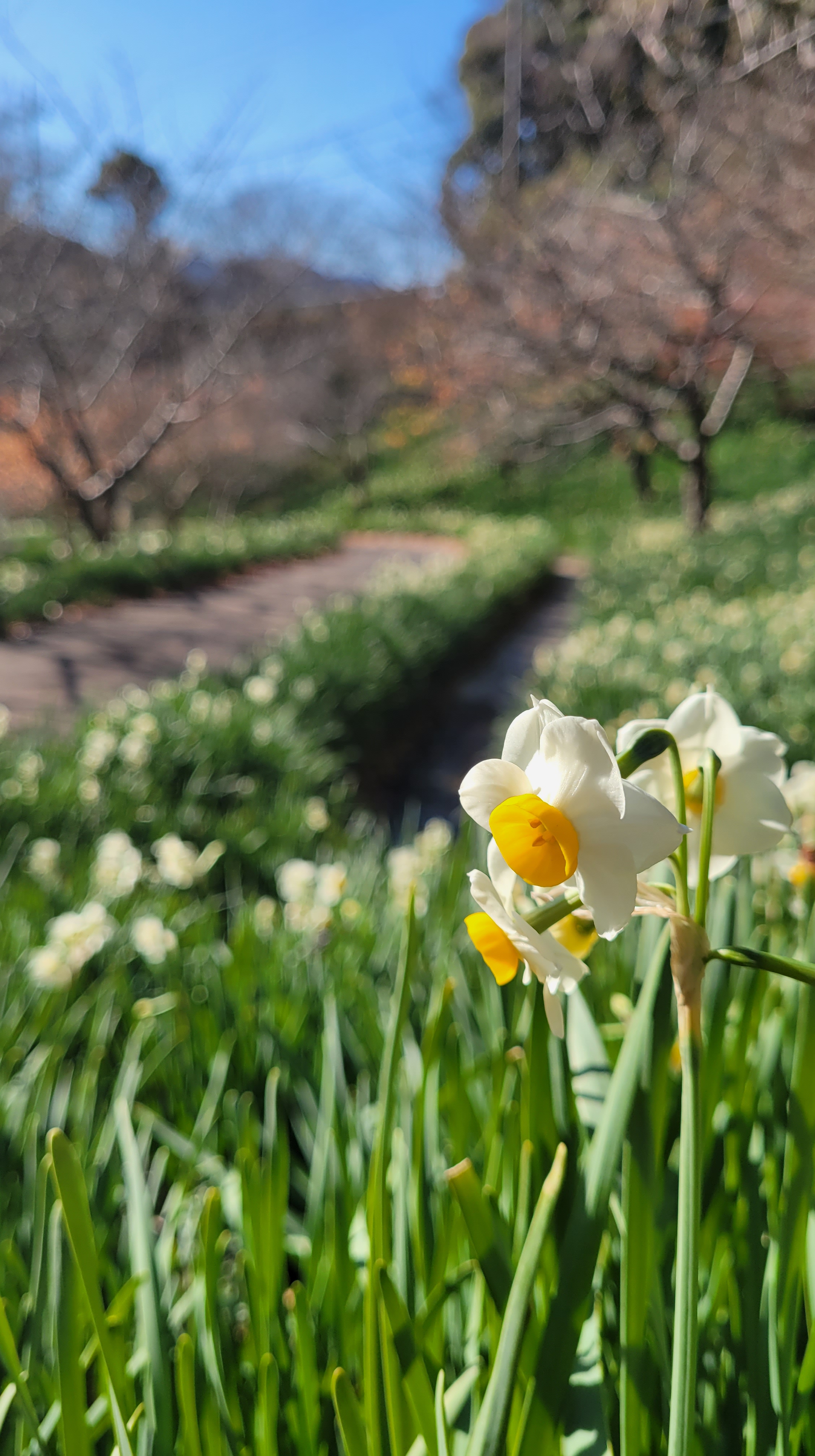 佐久間ダムにて、「新年の希望を感じる水仙の花」と感じた写真です。