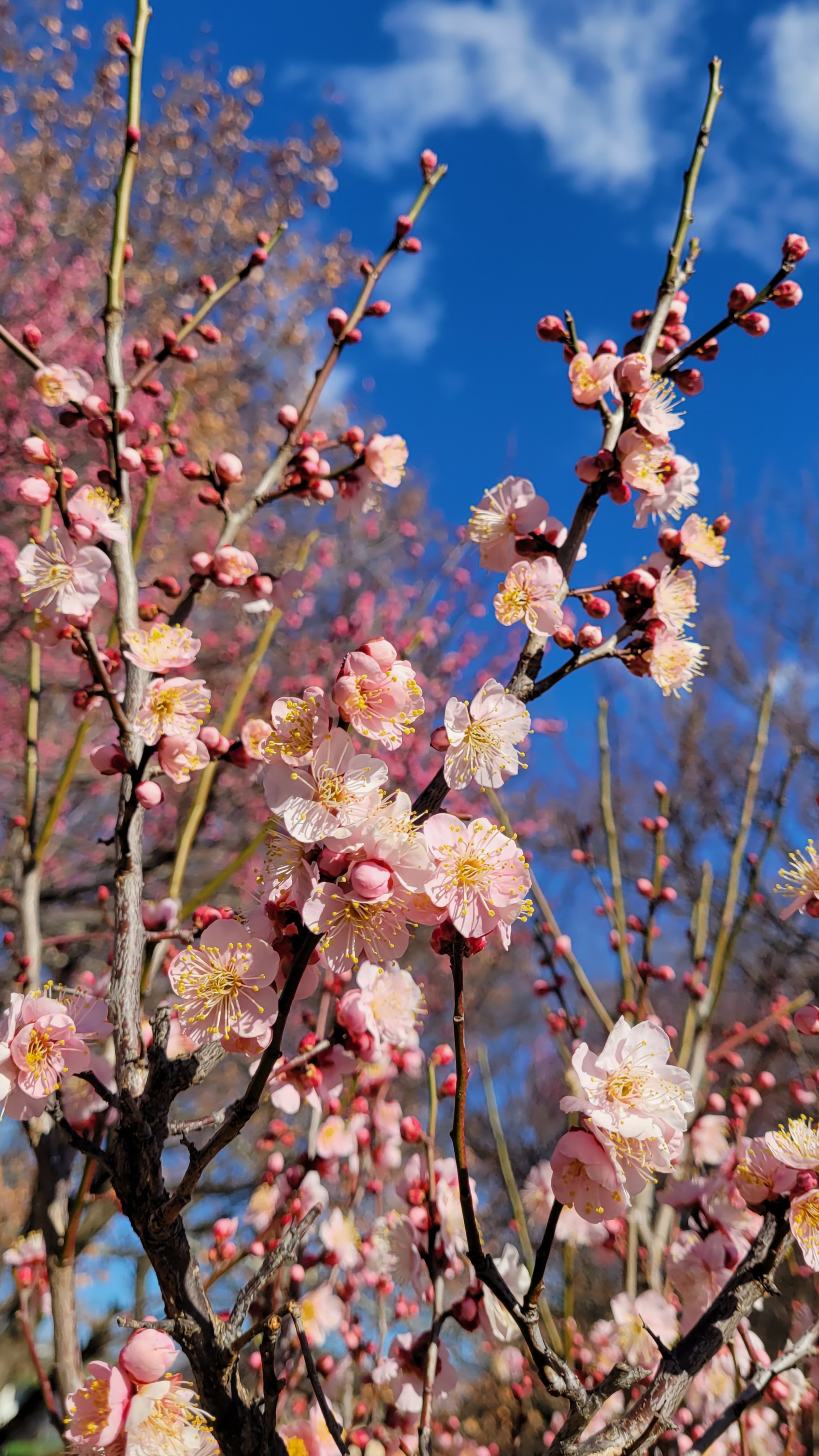 大宮第二公園にて、「早咲きの梅の花が空に向かう風景」と感じた写真です。