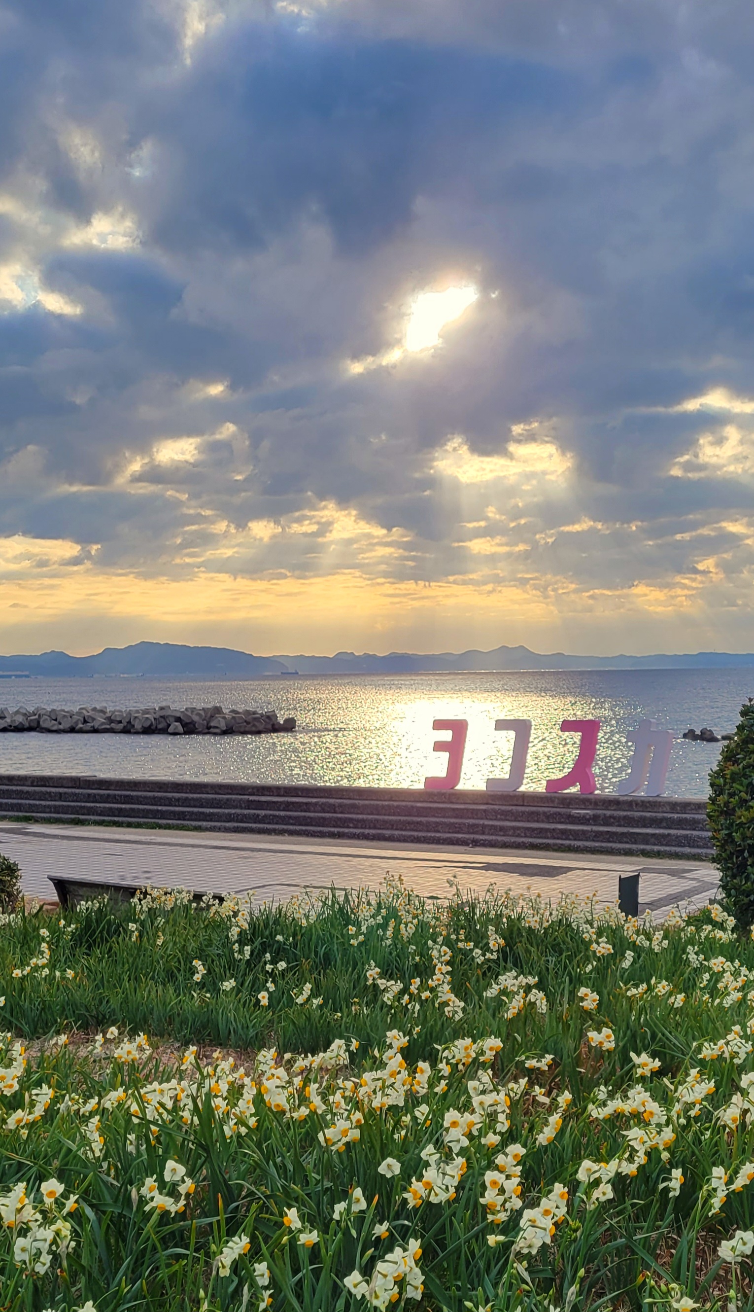 野比海岸にて、「朝日に輝く水仙とヨコスカのオブジェクト」と感じた写真です。