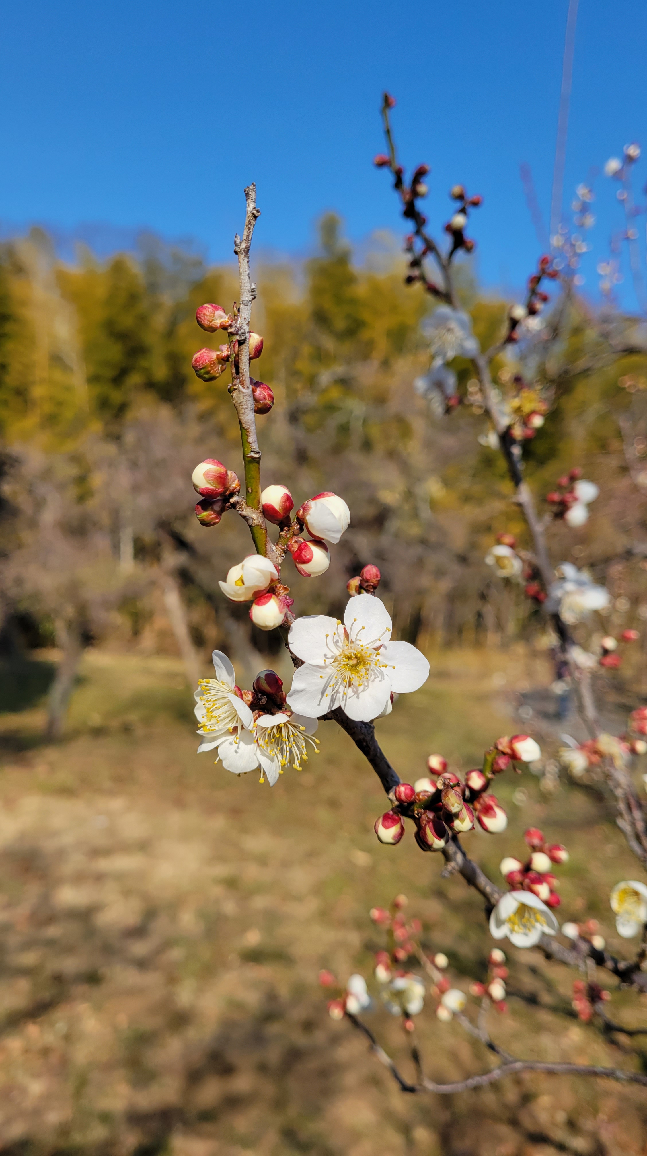 神代植物公園にて、「咲き始めの梅、繊細な美しさ」と感じた写真です。