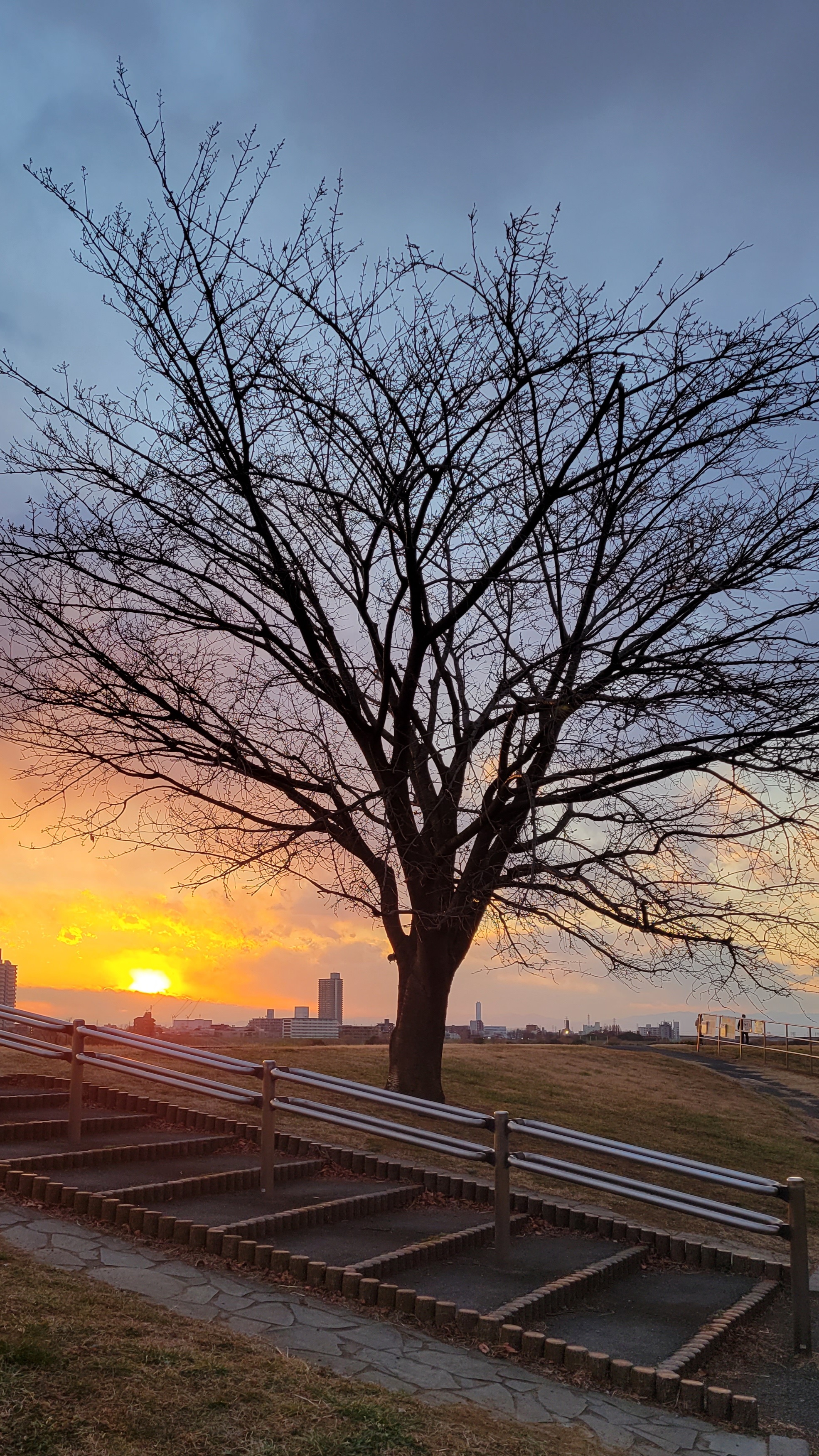 荒川土手にて、「夕焼けと桜の木の静寂」と感じた写真です。