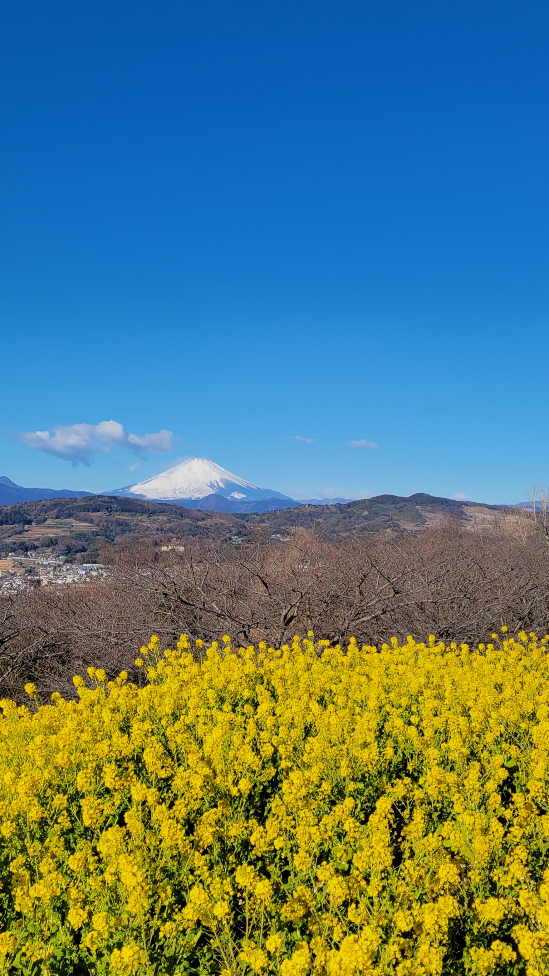 吾妻山公園にて、「菜の花畑と富士山の調和」と感じた写真です。