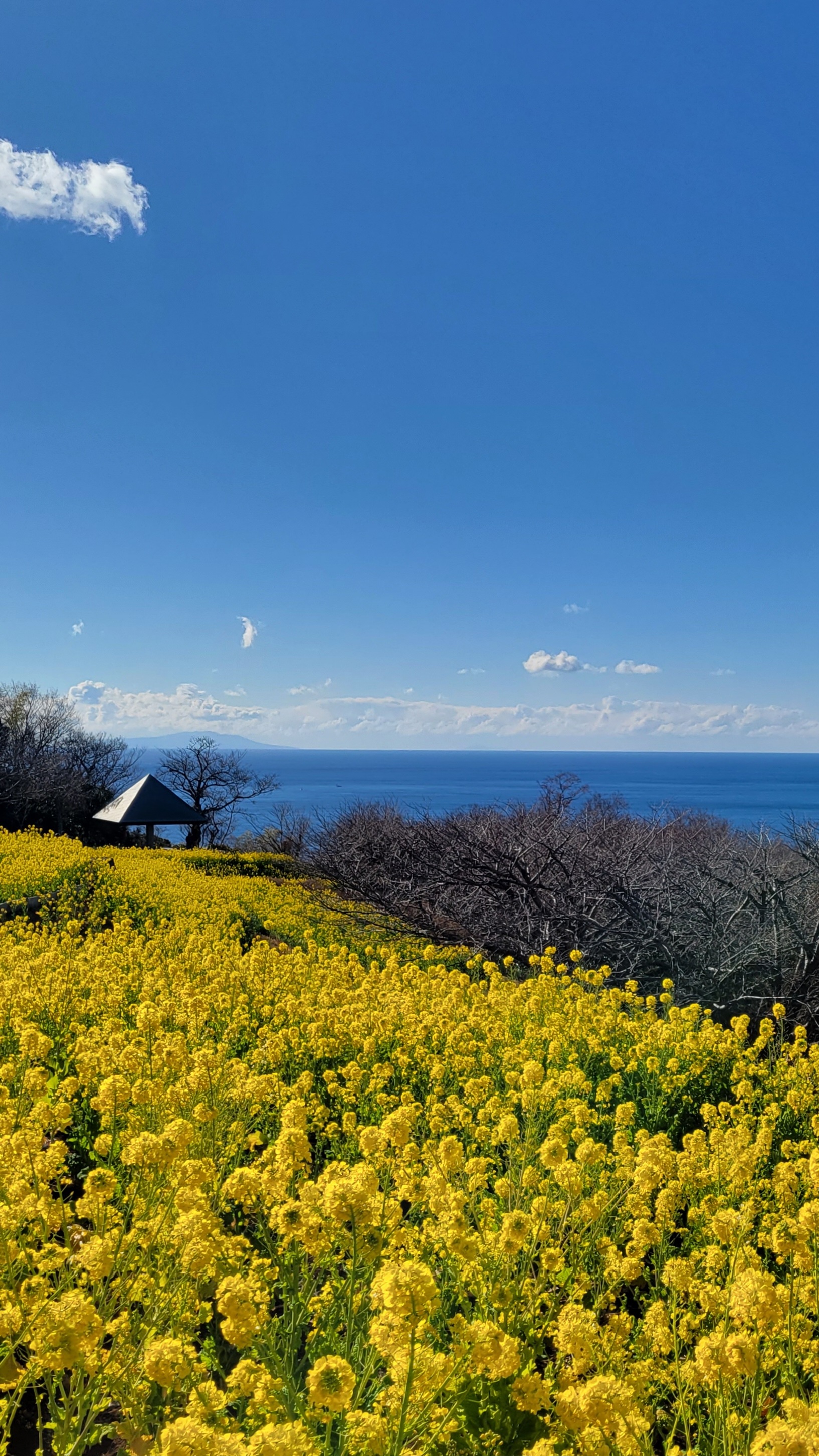 吾妻山公園にて、「奥行きを意識した菜の花と海の景色」と感じた写真です。