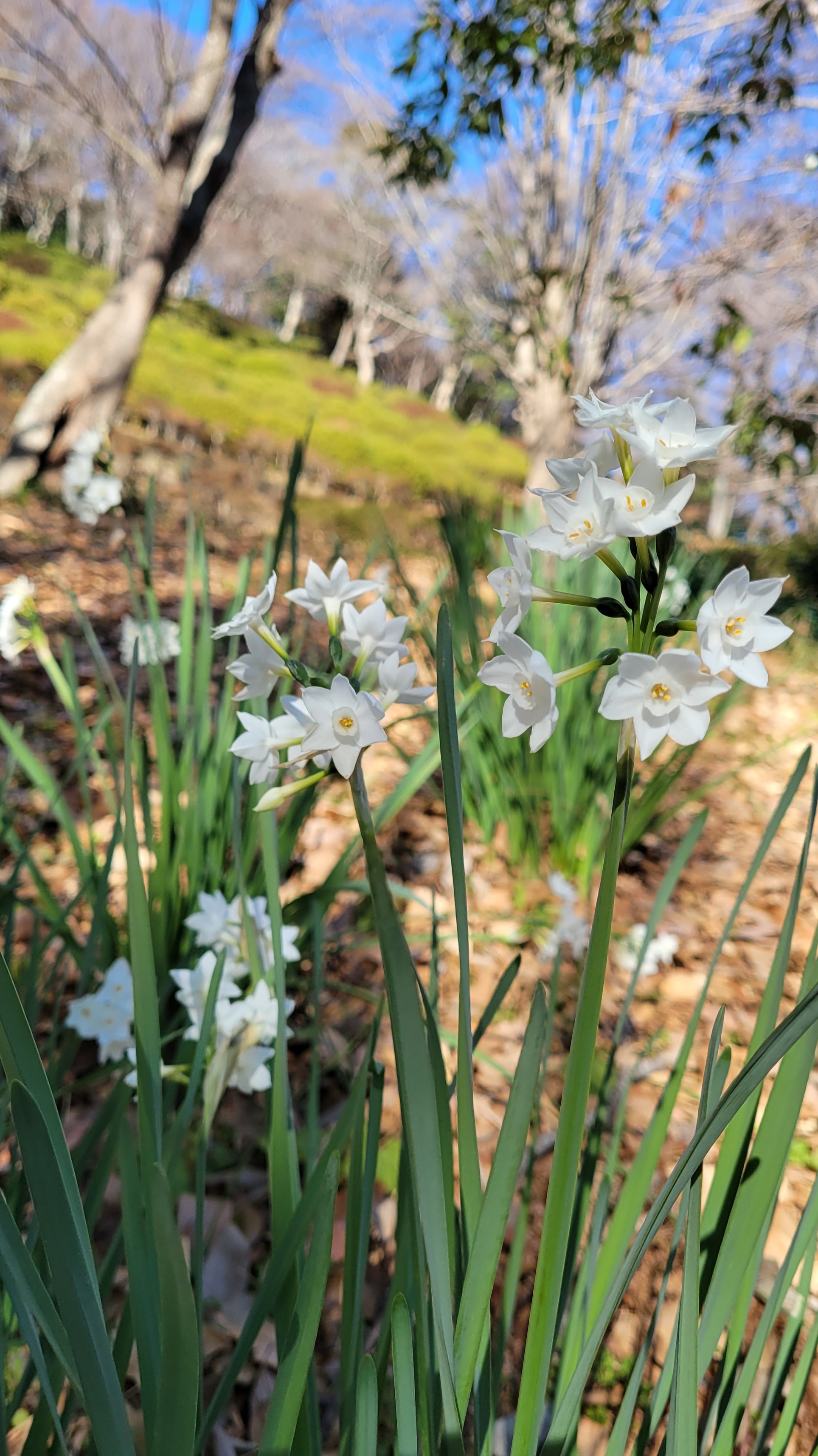 吾妻山公園にて、「優しい雰囲気のペーパーホワイト」と感じた写真です。