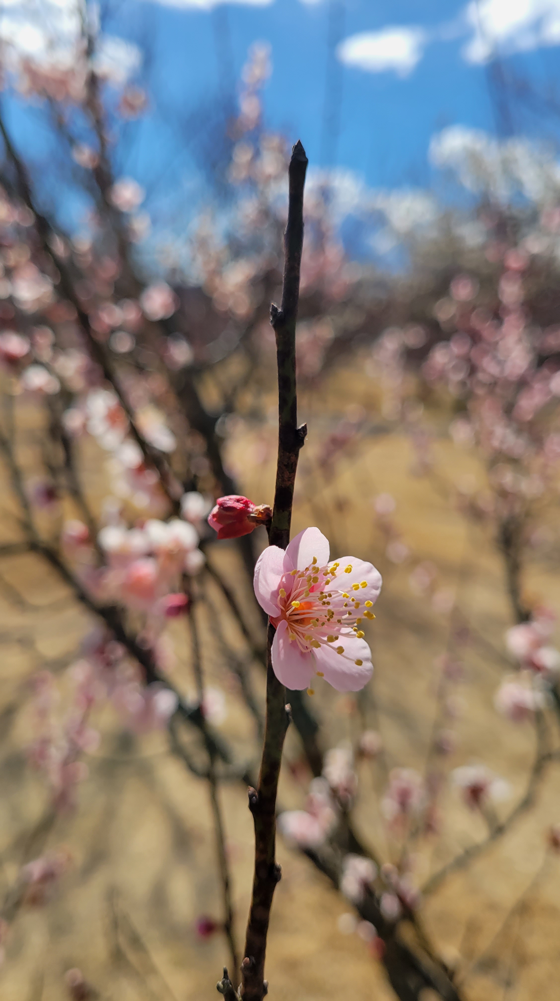 小田原フラワーガーデンにて、「ふんわりとした梅の花」と感じた写真です。