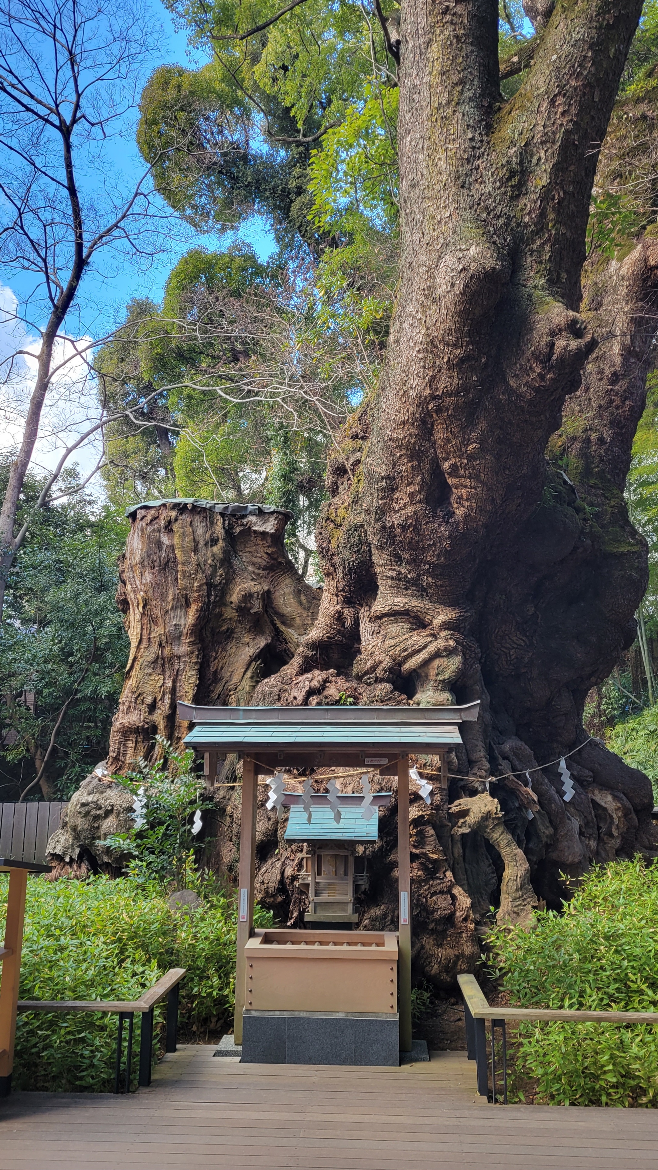 来宮神社にて、「ご神木の静かなたたずまい」と感じた写真です。