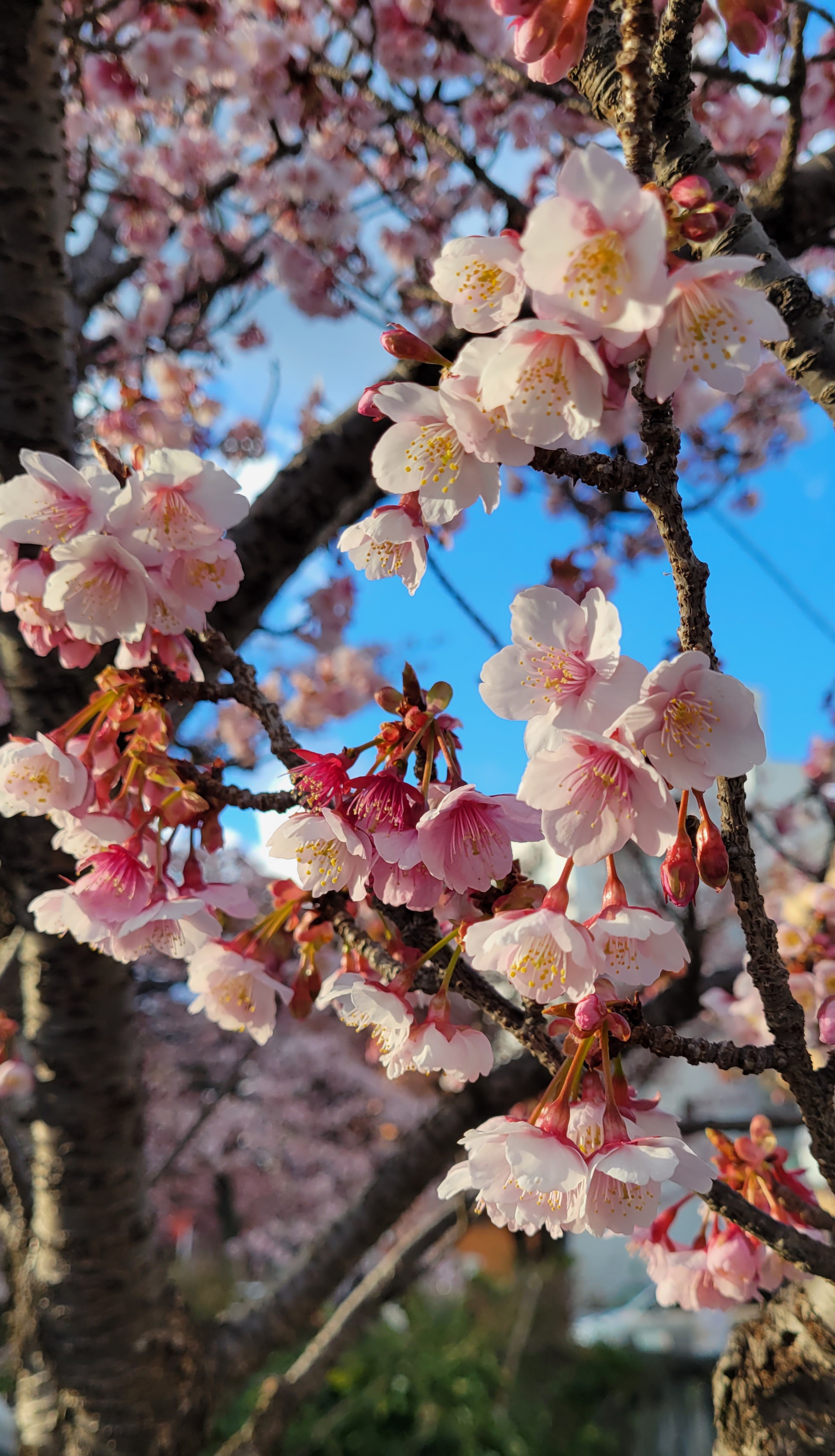 あたみ桜糸川桜まつりにて、「見上げる早咲きの桜」と感じた写真です。