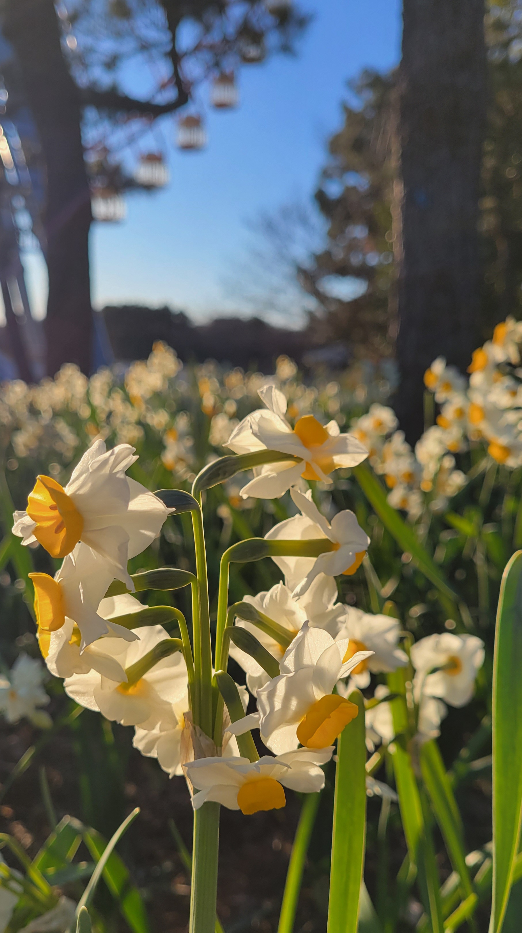 葛西臨海公園にて、「朝日と水仙の光と影」と感じた写真です。