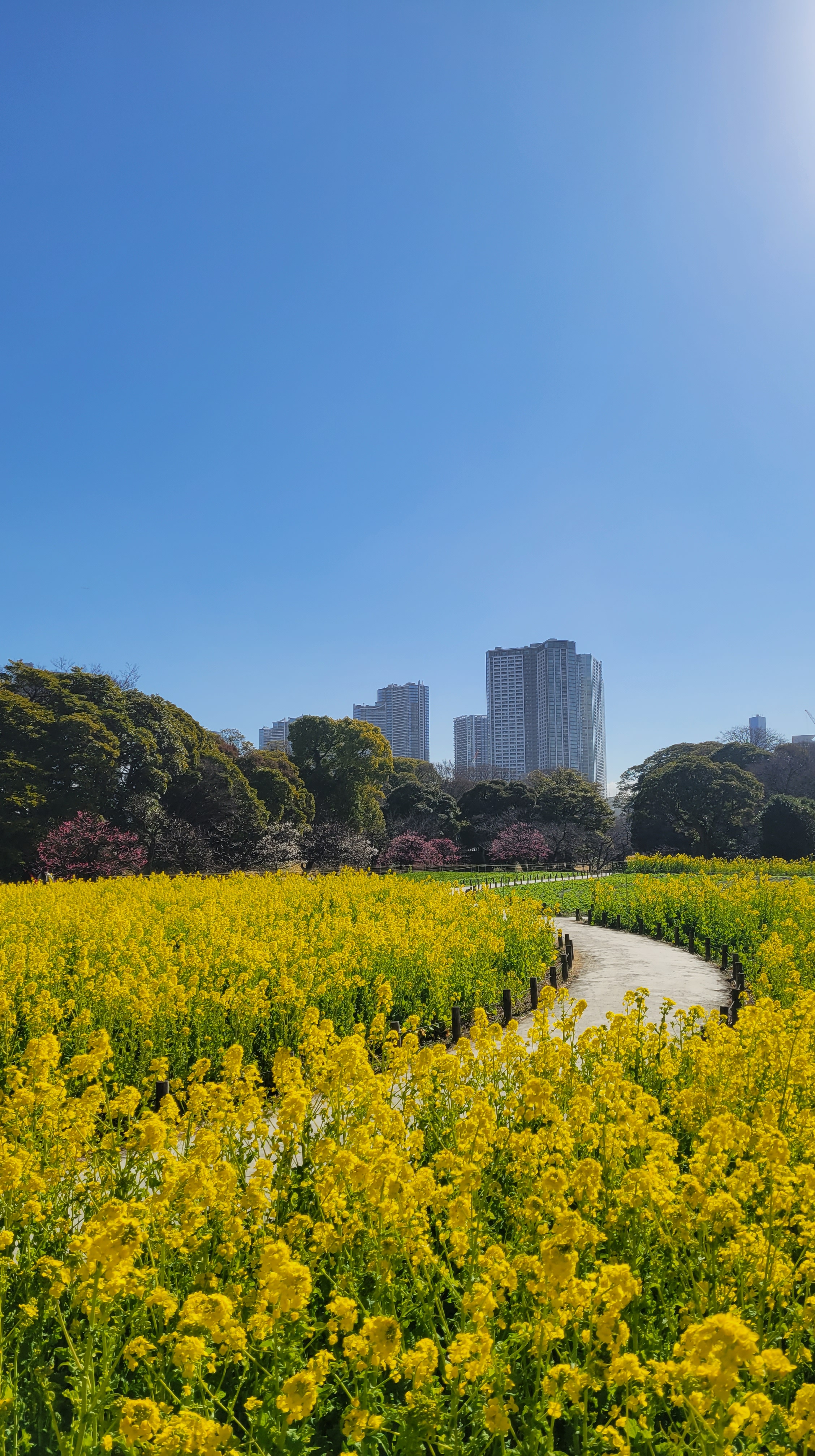 浜離宮恩賜公園にて、「都会と自然が調和する菜の花畑の風景」と感じた写真です。