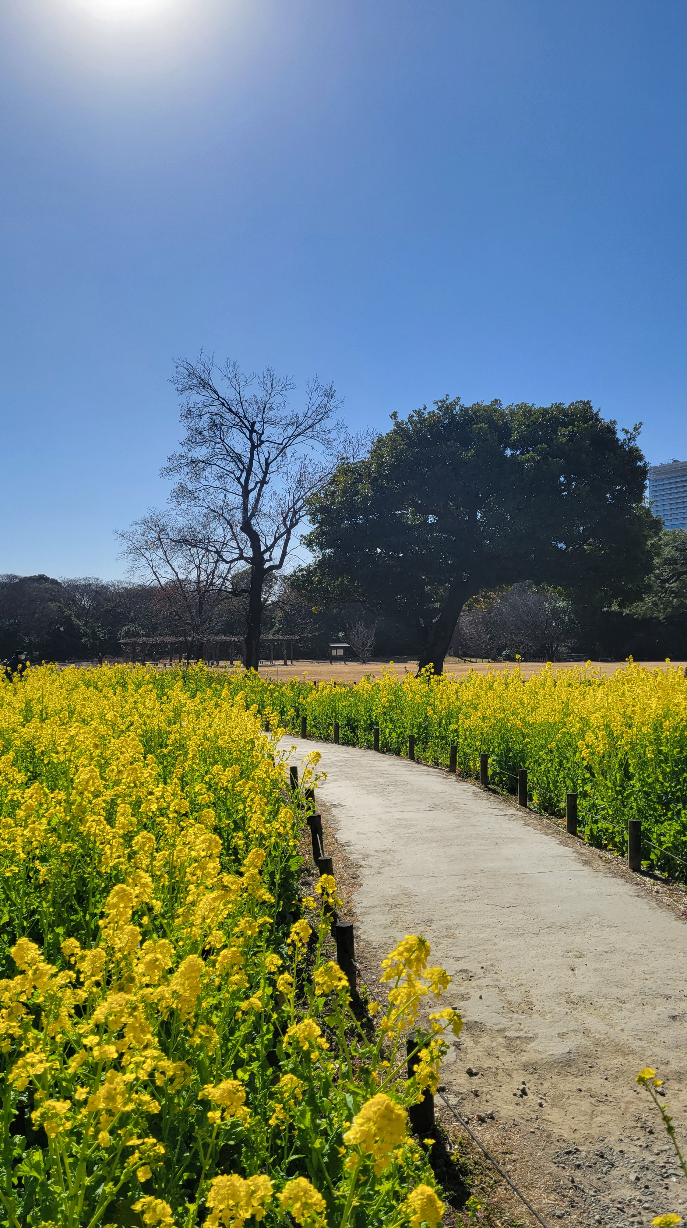 浜離宮恩賜公園にて、「菜の花と歩道のバランスが生み出す春の景色」と感じた写真です。