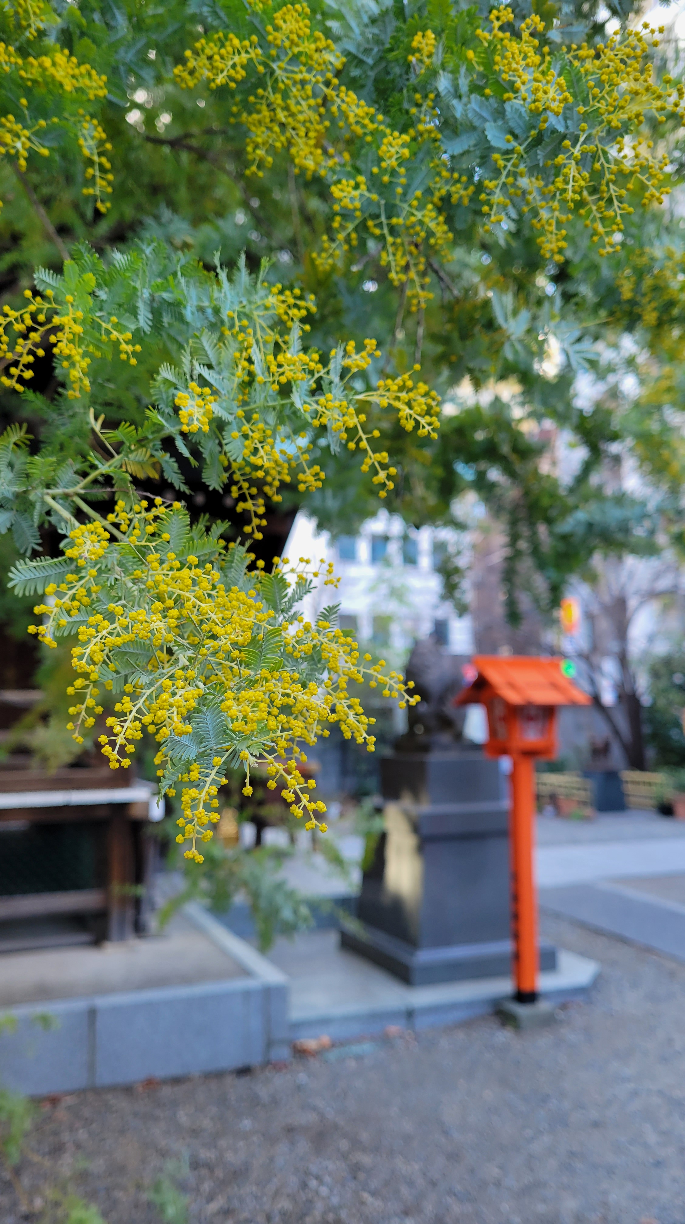 蔵前神社にて、「ミモザと灯ろうが演出する明るい春の一枚」と感じた写真です。
