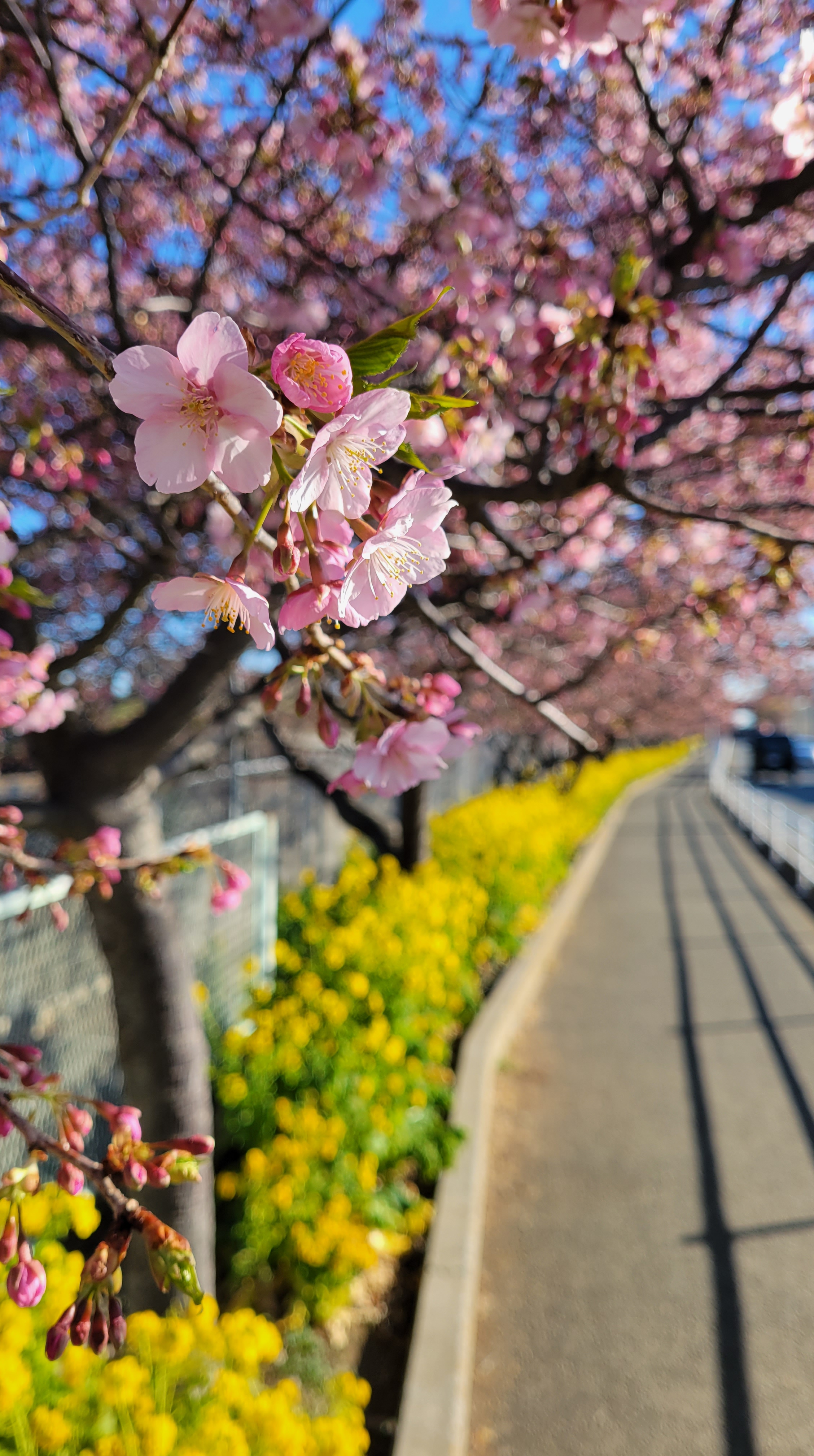 三浦海岸桜まつりにて、「桜と菜の花の優しい風景」と感じた写真です。