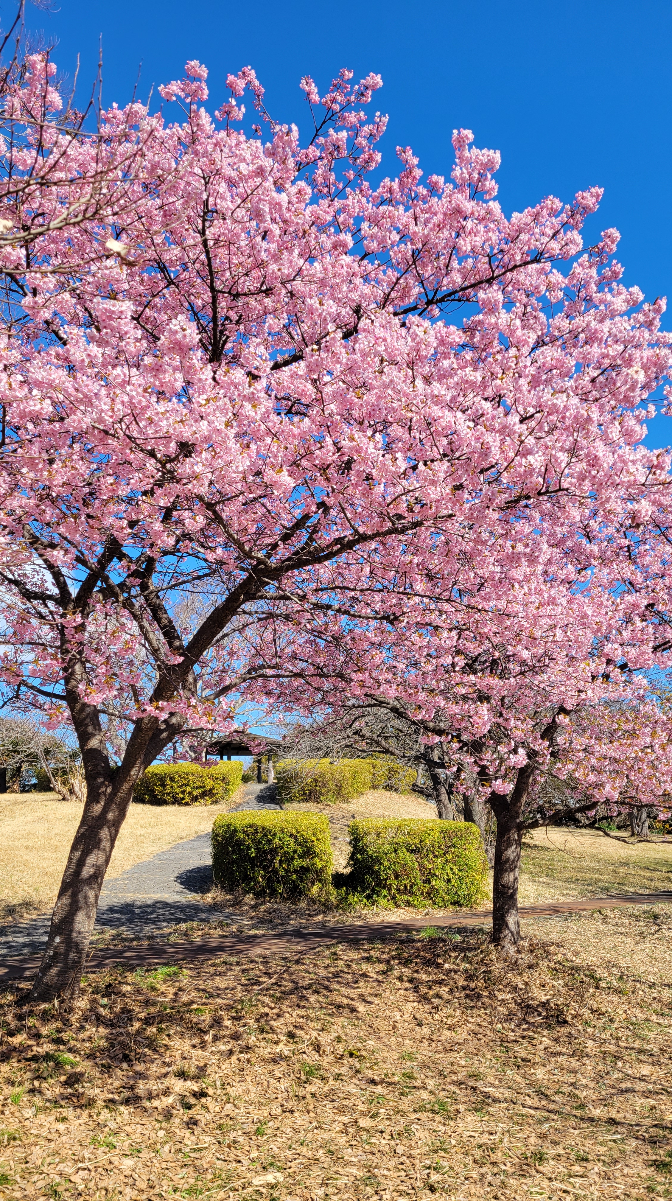 大崎公園(逗子)にて、「公園の頂上に咲く河津桜」と感じた写真です。