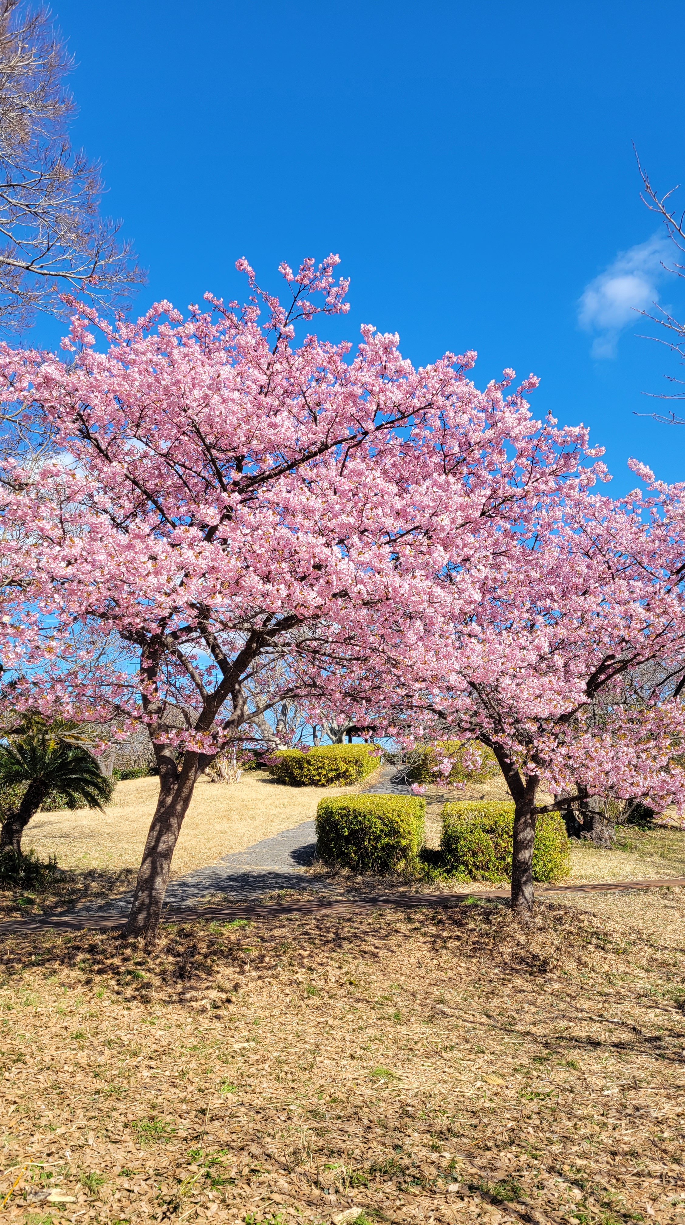 大崎公園(逗子)にて、「引きの視点で捉えた河津桜」と感じた写真です。