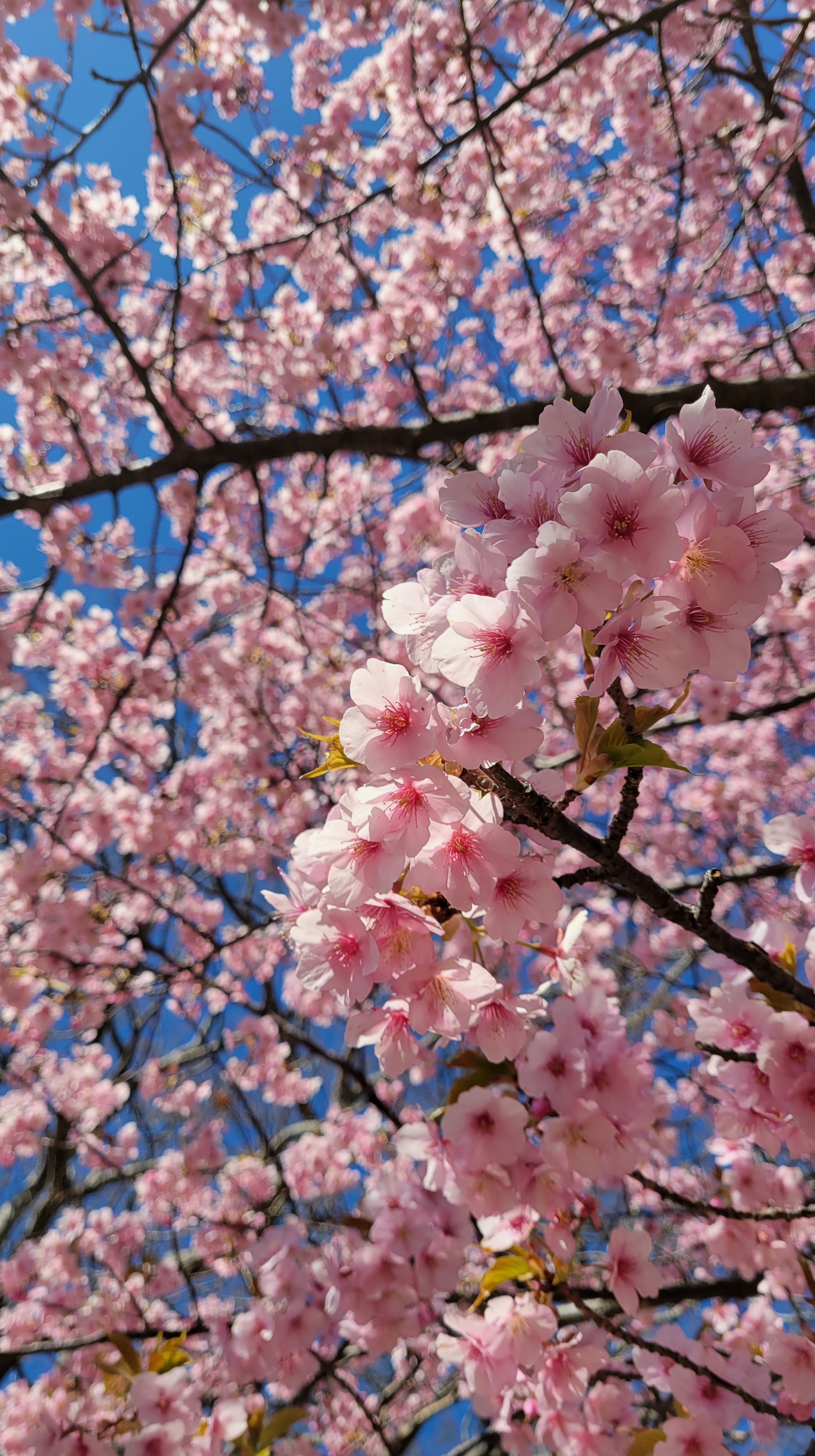 大崎公園(逗子)にて、「見上げる桜の広がり」と感じた写真です。