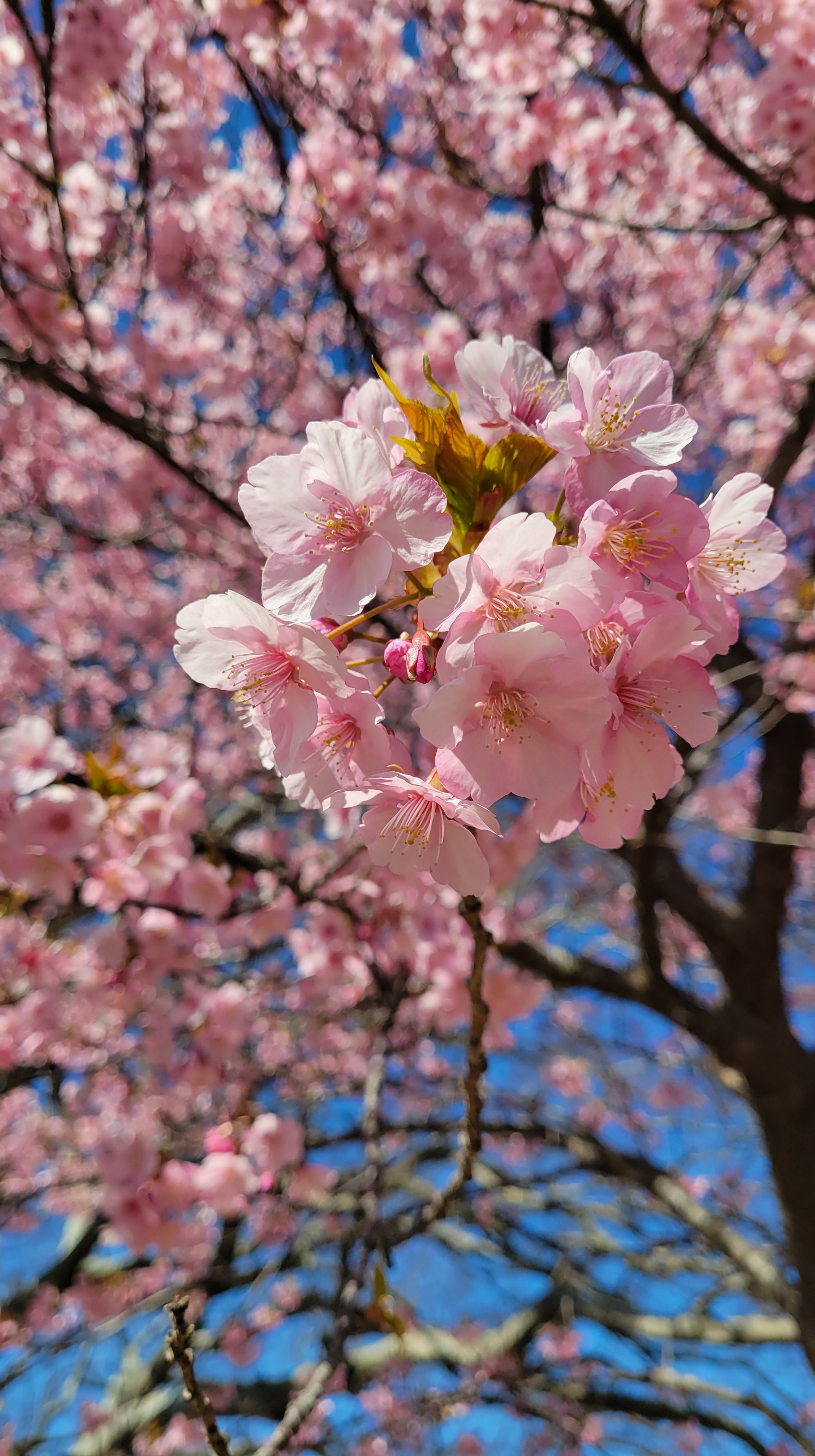 大崎公園(逗子)にて、「ふんわりとした桜の塊」と感じた写真です。