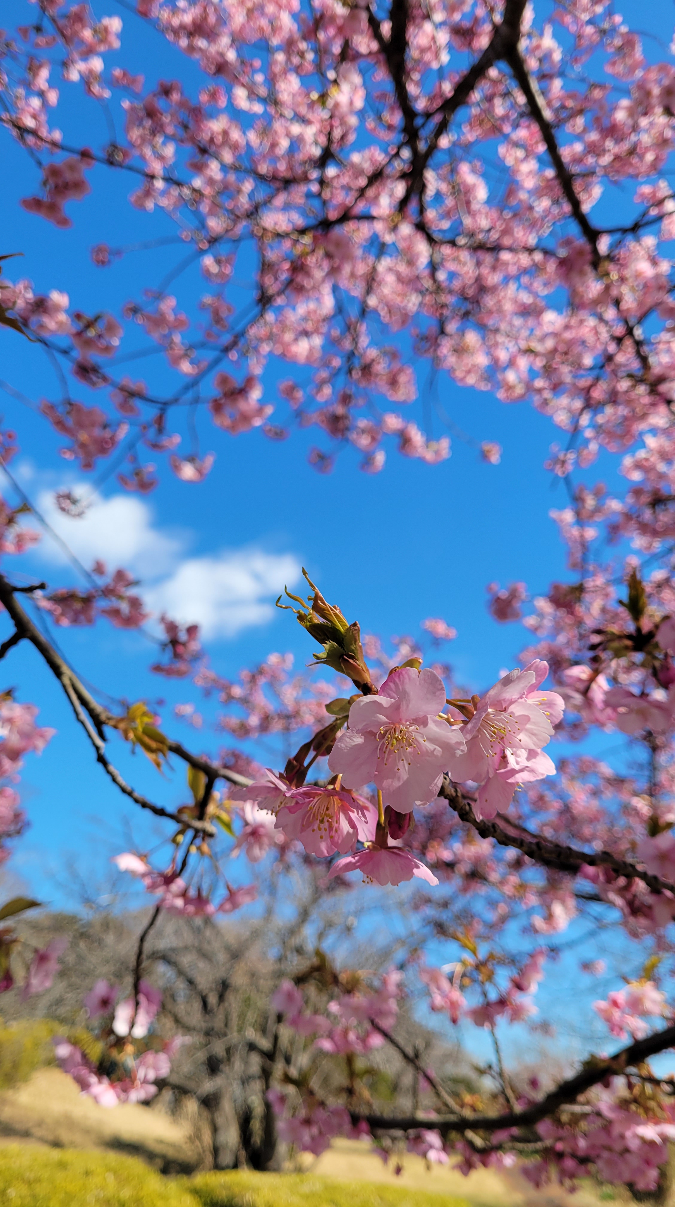 大崎公園(逗子)にて、「桜越しに広がる青空」と感じた写真です。