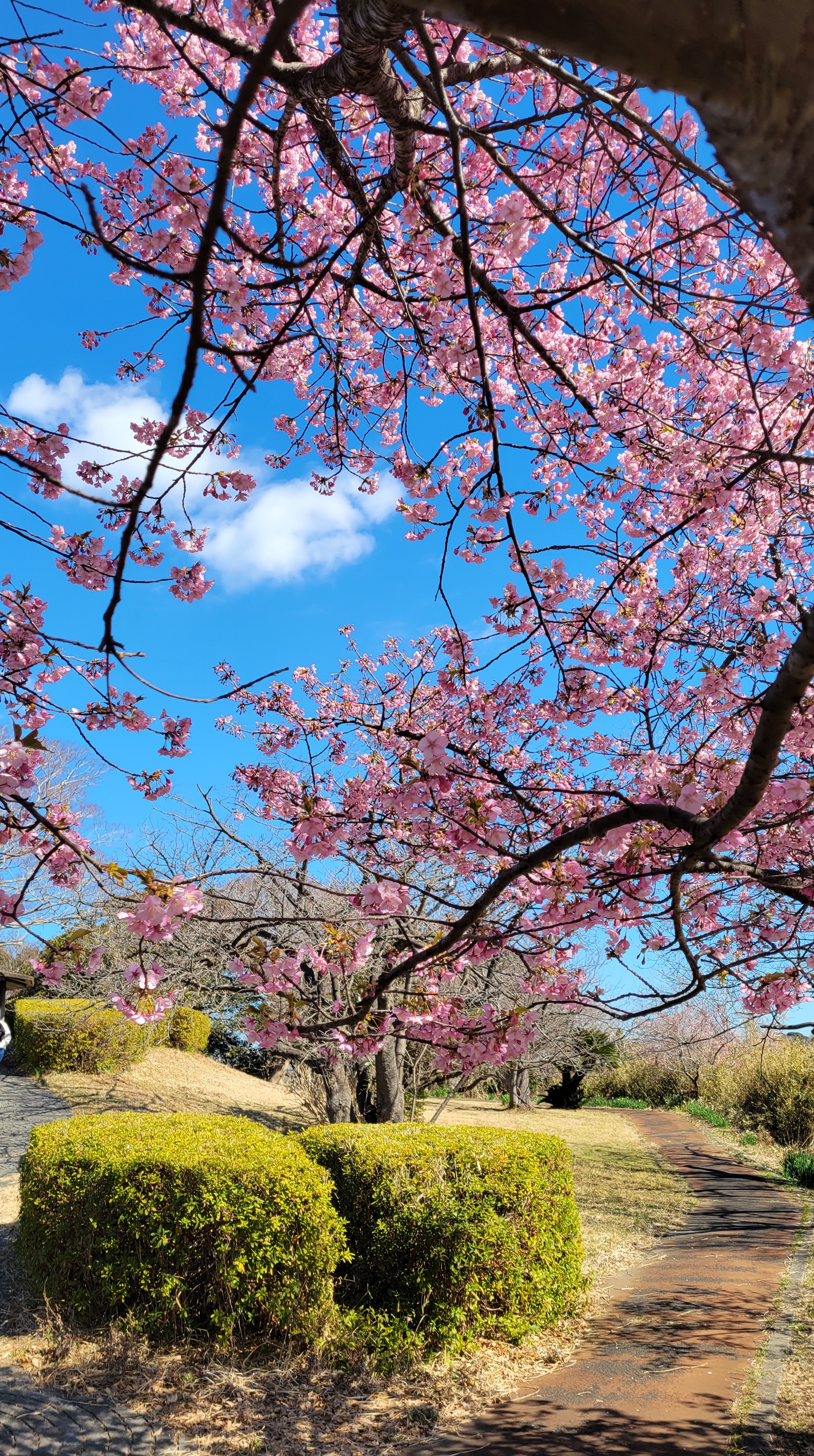大崎公園(逗子)にて、「桜の木の下から眺める園内」と感じた写真です。