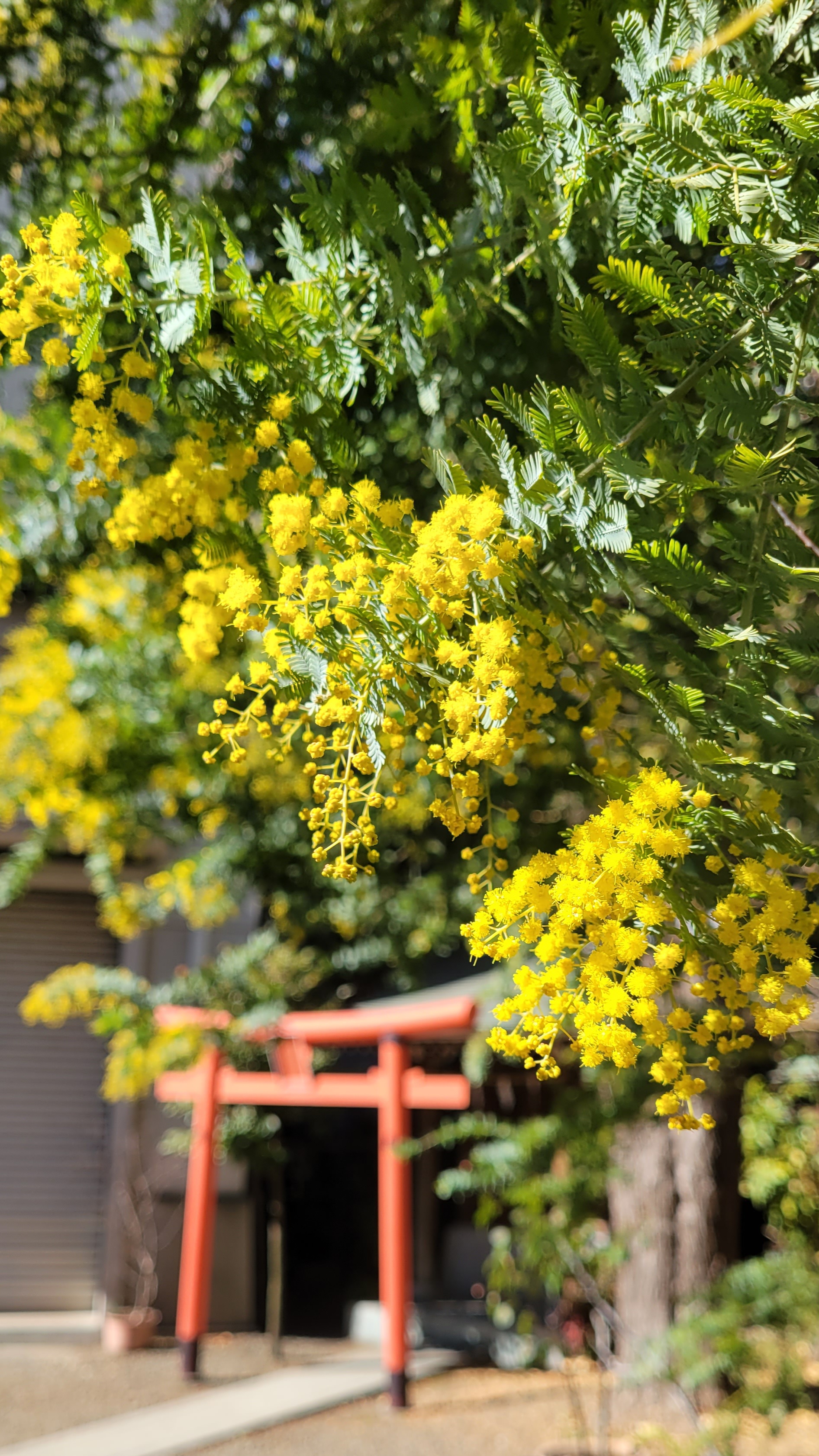 蔵前神社にて、「ミモザと鳥居のコントラスト」と感じた写真です。
