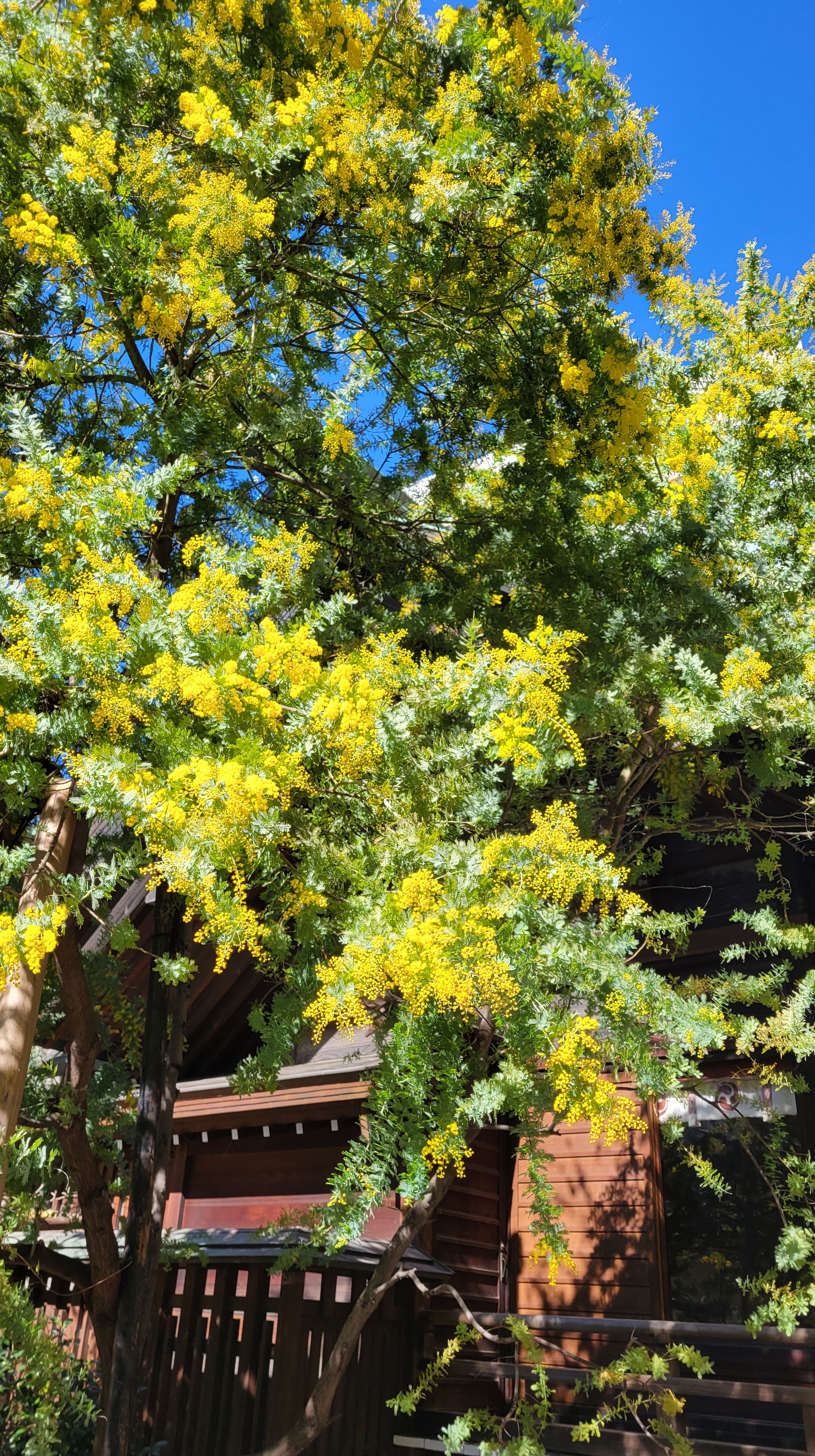 蔵前神社にて、「境内に広がる満開のミモザ」と感じた写真です。