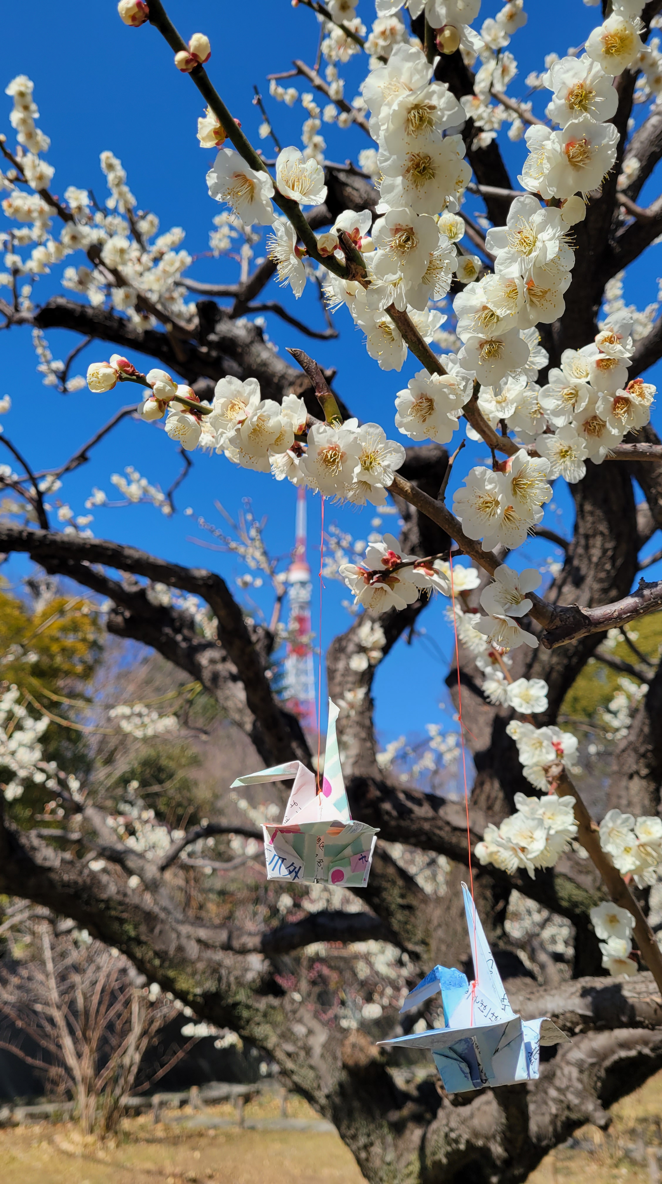 芝公園にて、「白梅と東京タワー、折り鶴の共演」と感じた写真です。