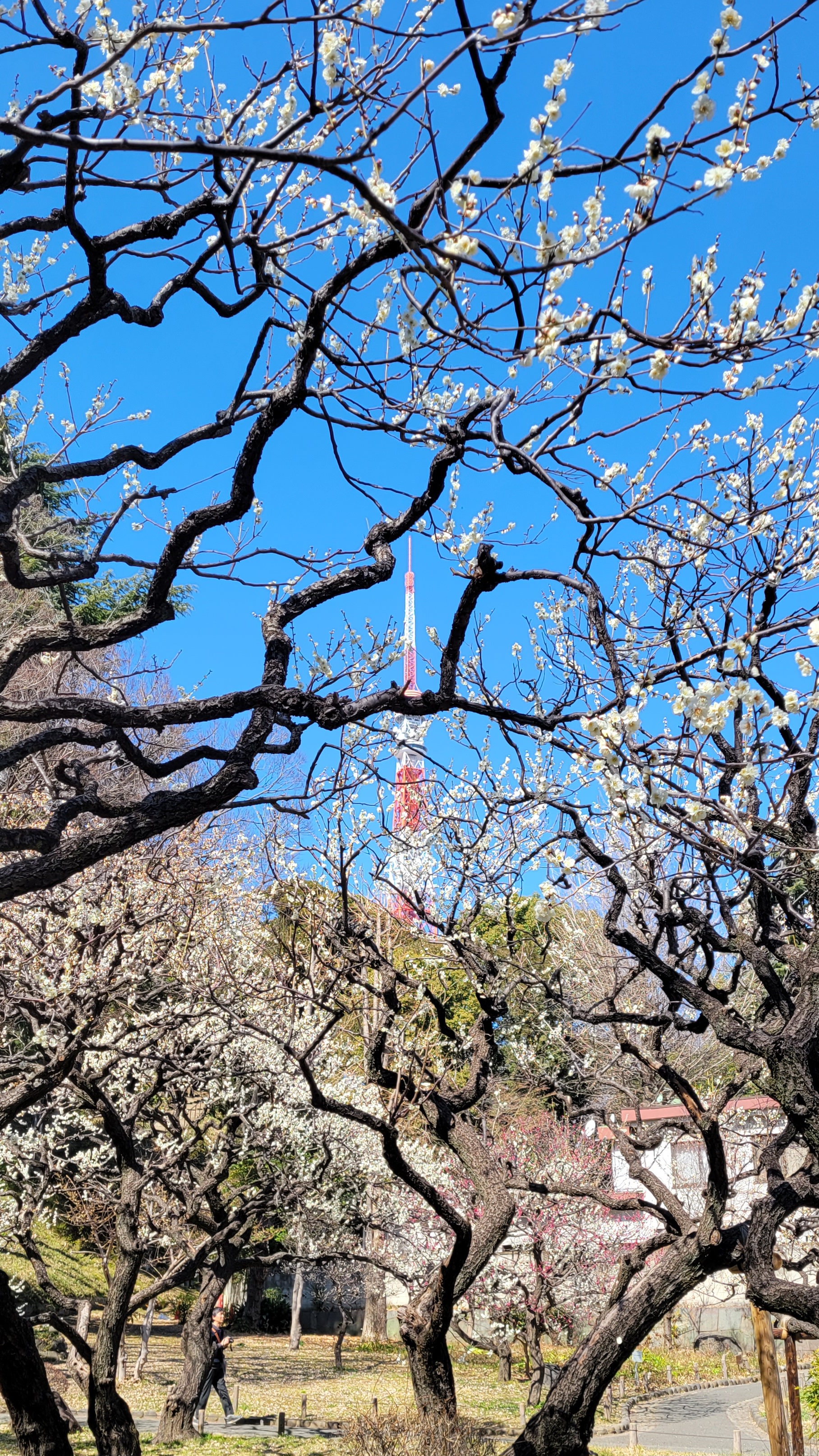芝公園にて、「咲き始めの梅と東京タワー」と感じた写真です。