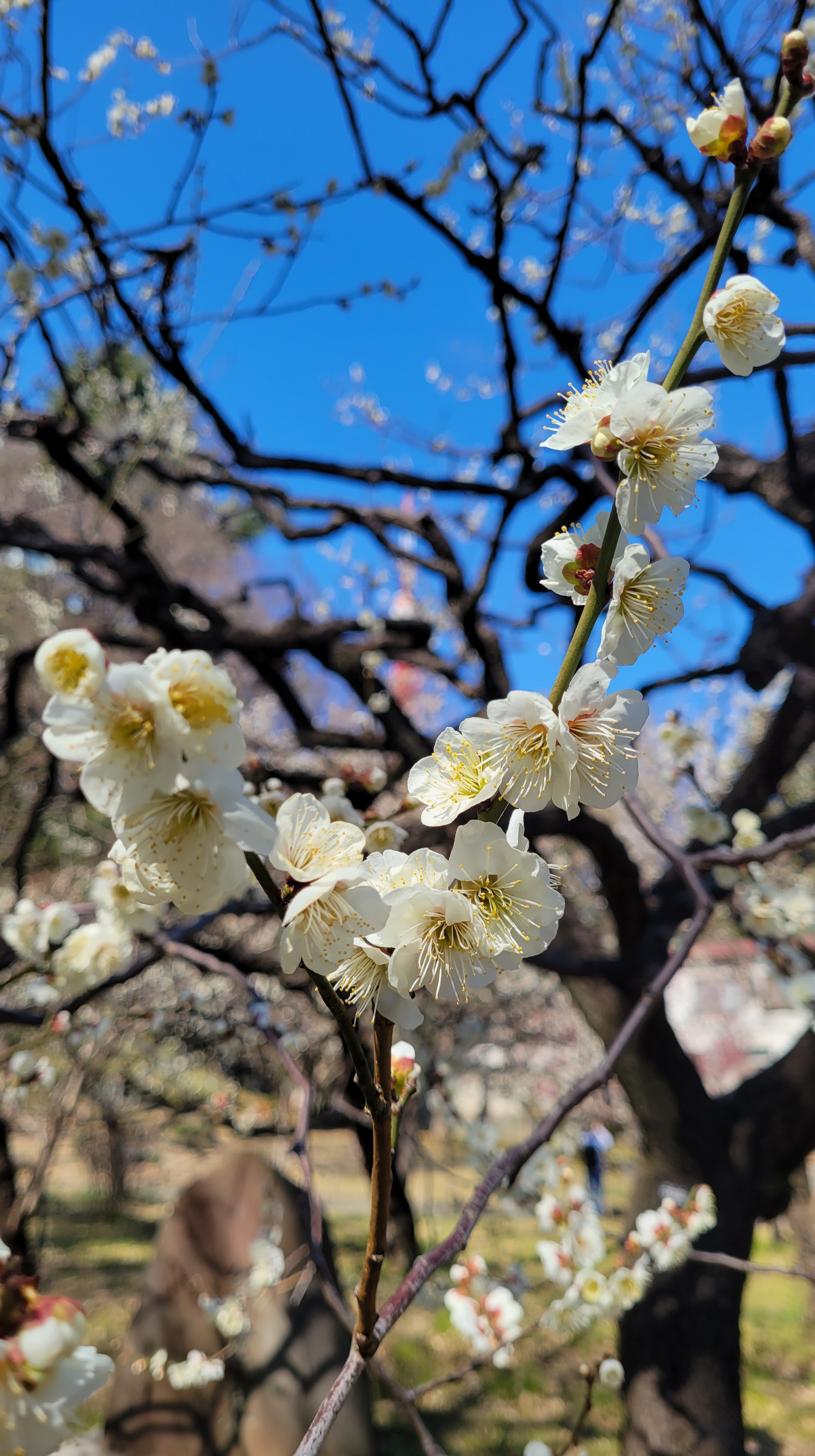 芝公園にて、「梅を主役に、ぼかした東京タワー」と感じた写真です。