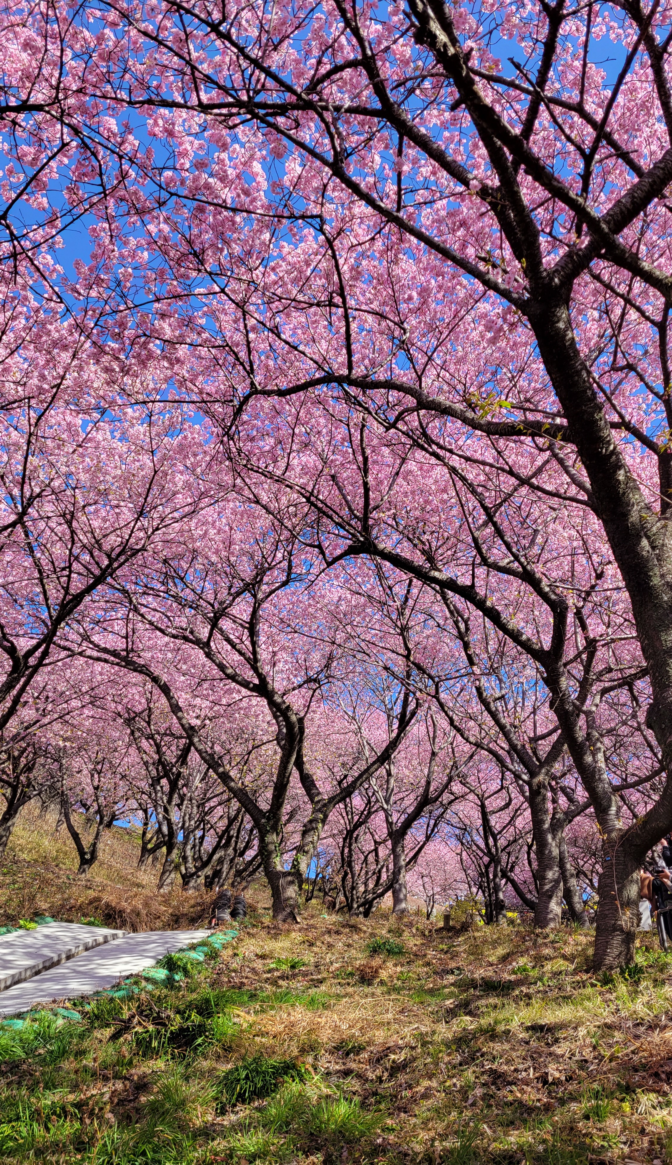 西平畑公園(まつだ桜まつり)にて、「桜の森に包まれる斜面の風景」と感じた写真です。