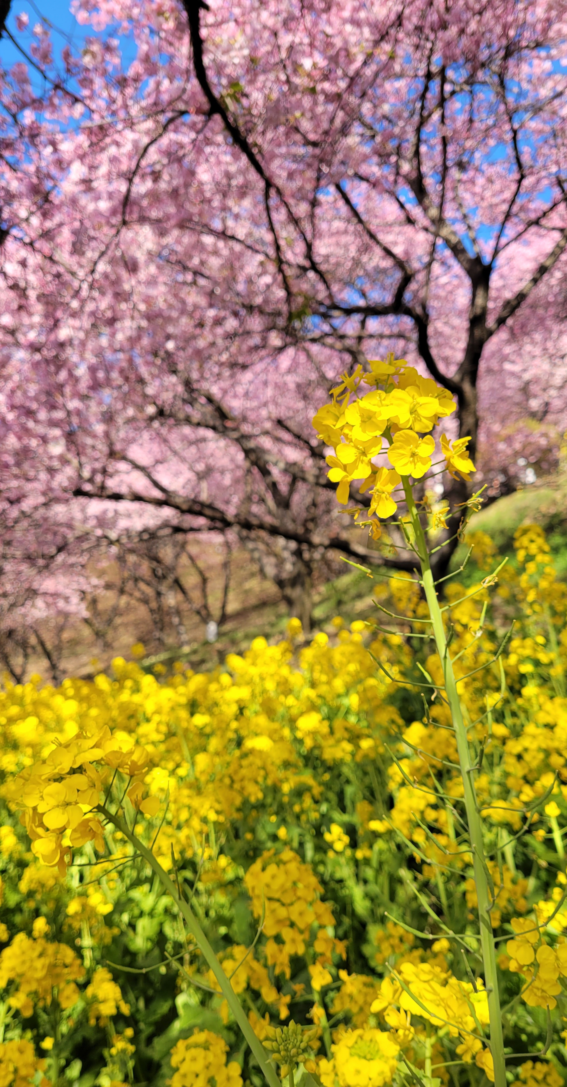 西平畑公園(まつだ桜まつり)にて、「菜の花を主役に、春色のコントラスト」と感じた写真です。
