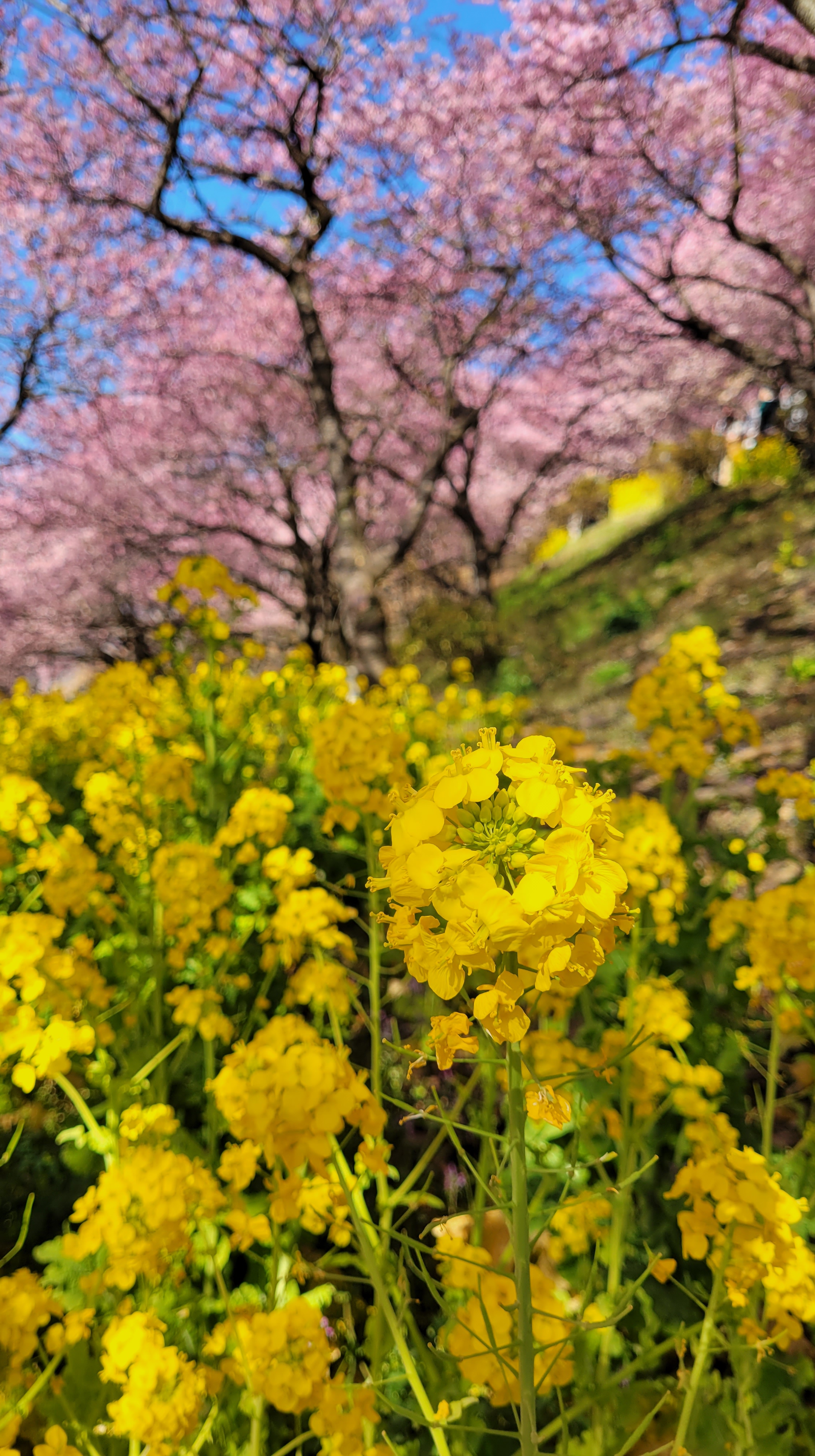 西平畑公園(まつだ桜まつり)にて、「菜の花と桜の春のハーモニー」と感じた写真です。