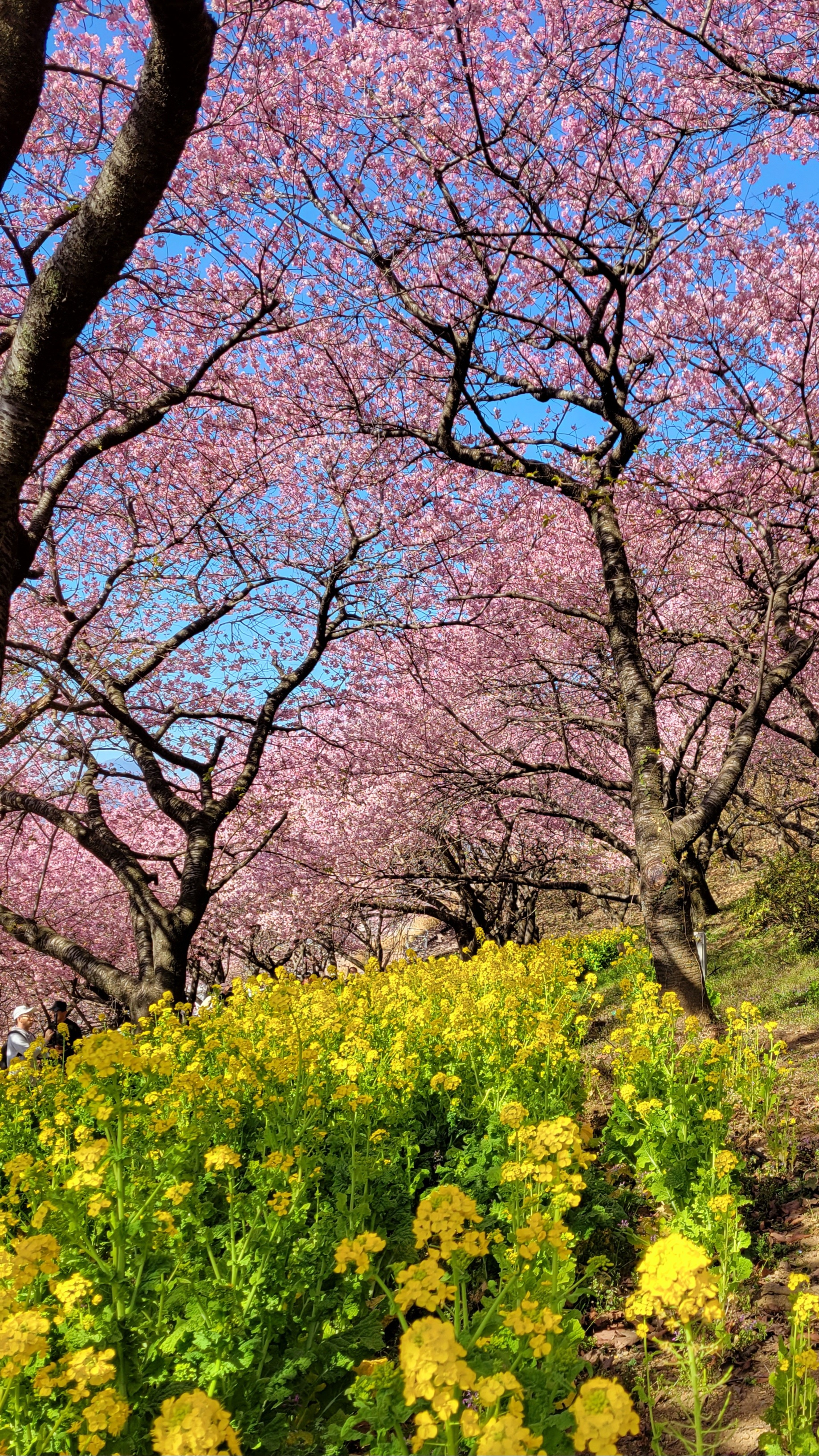 西平畑公園(まつだ桜まつり)にて、「桜と菜の花、両方にピントを合わせて」と感じた写真です。
