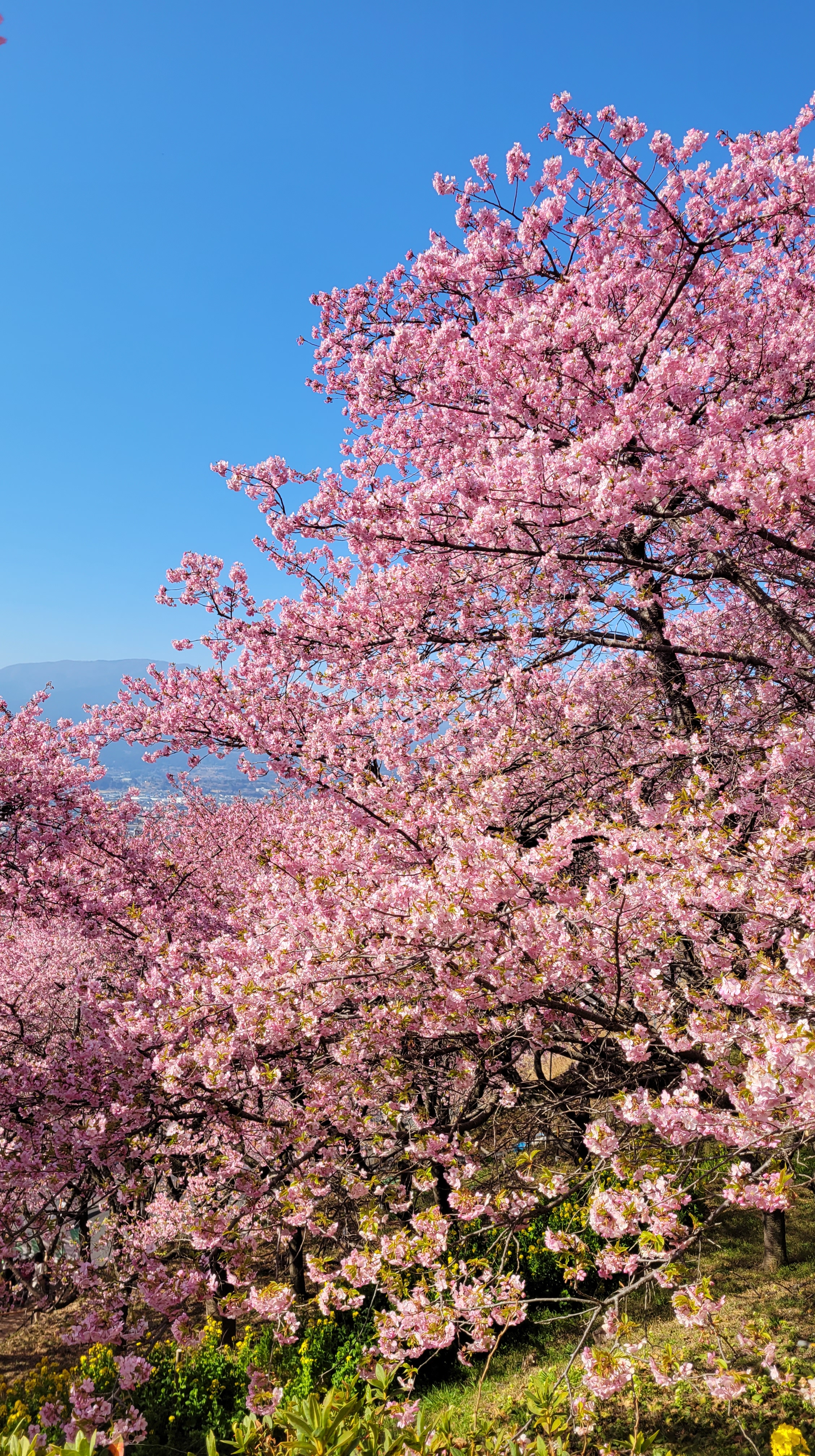 西平畑公園(まつだ桜まつり)にて、「見下ろす空と広がる河津桜」と感じた写真です。