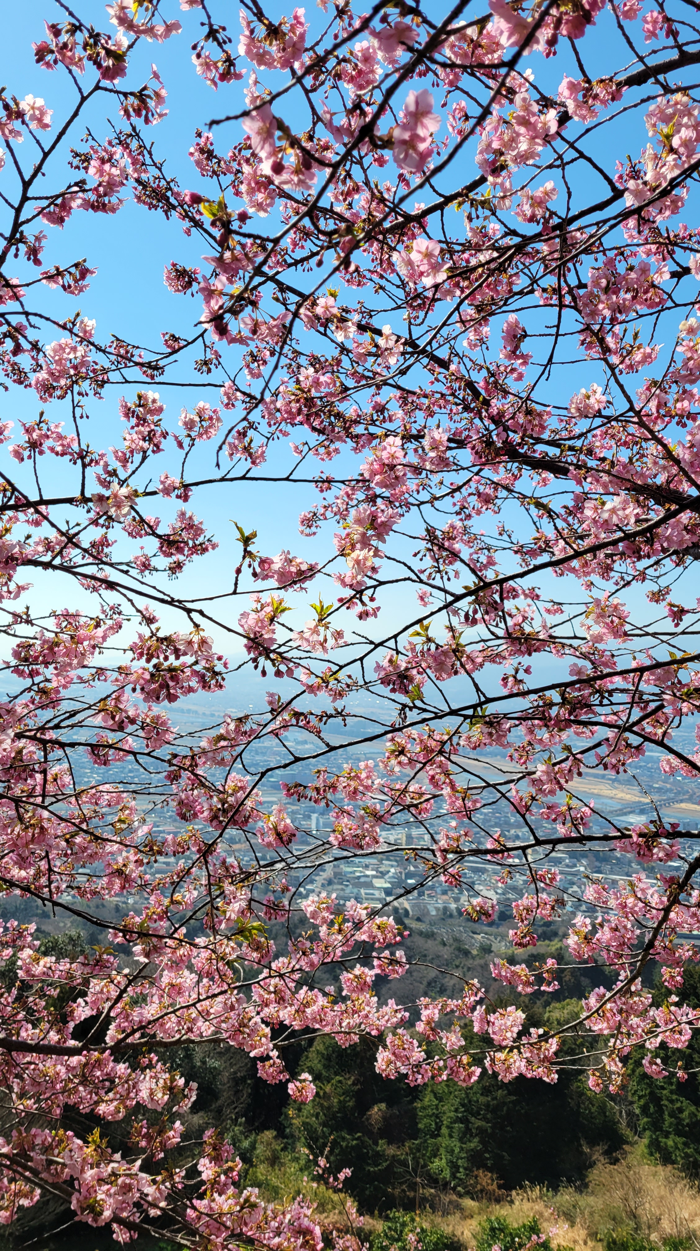 あぐりパーク嵯峨山苑にて、「満開の河津桜と空のコラボレーション」と感じた写真です。