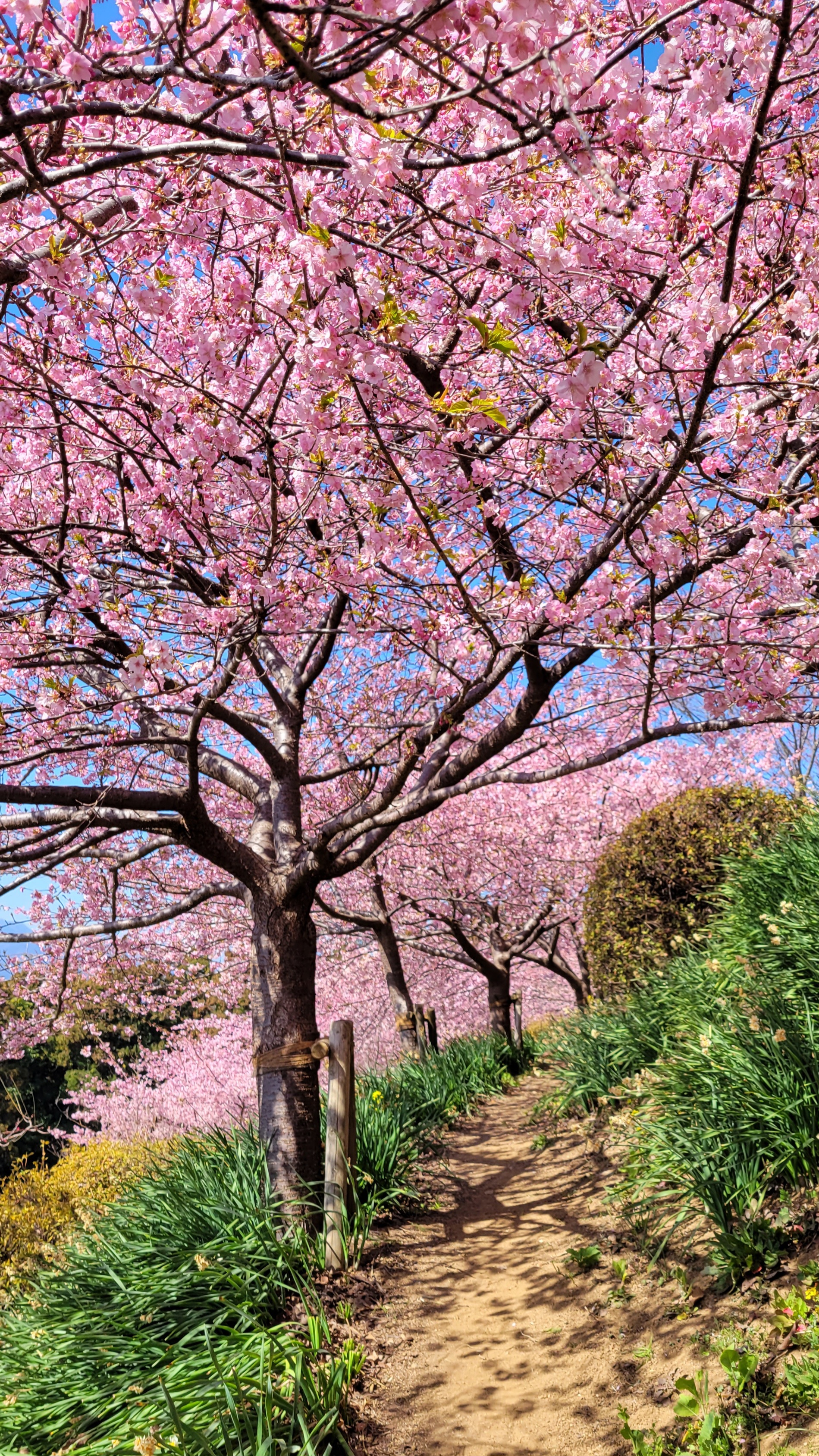あぐりパーク嵯峨山苑にて、「桜と小道が織りなす春の風景」と感じた写真です。