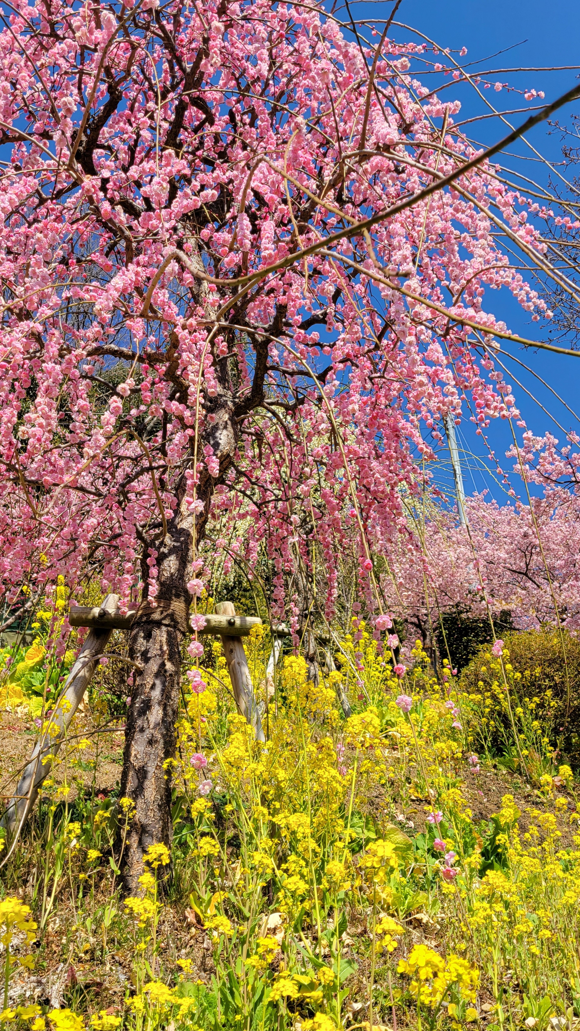 あぐりパーク嵯峨山苑にて、「枝垂れ梅・菜の花・河津桜の競演」と感じた写真です。
