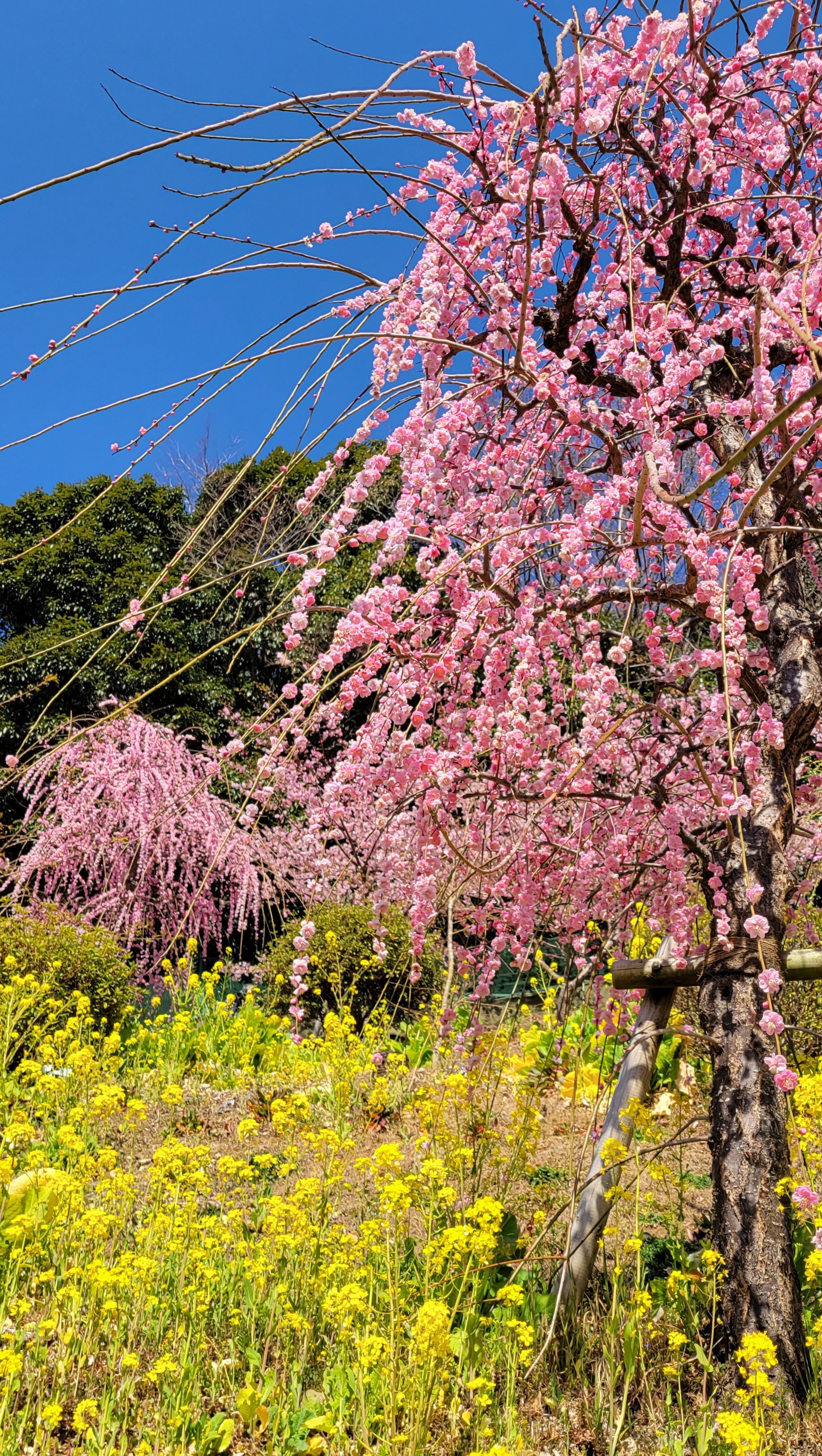 あぐりパーク嵯峨山苑にて、「奥行きを感じる枝垂れ梅と菜の花」と感じた写真です。