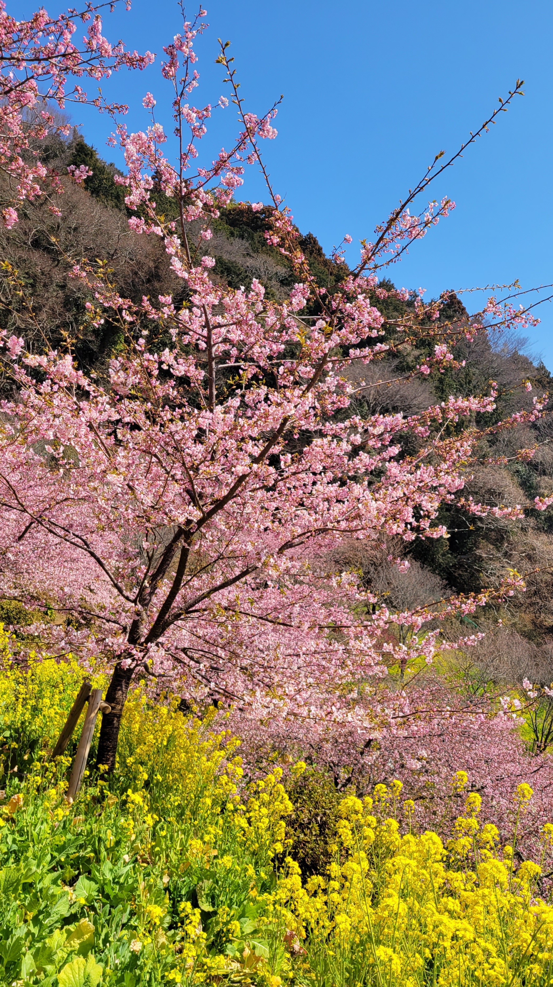 あぐりパーク嵯峨山苑にて、「斜面を彩る河津桜と菜の花」と感じた写真です。